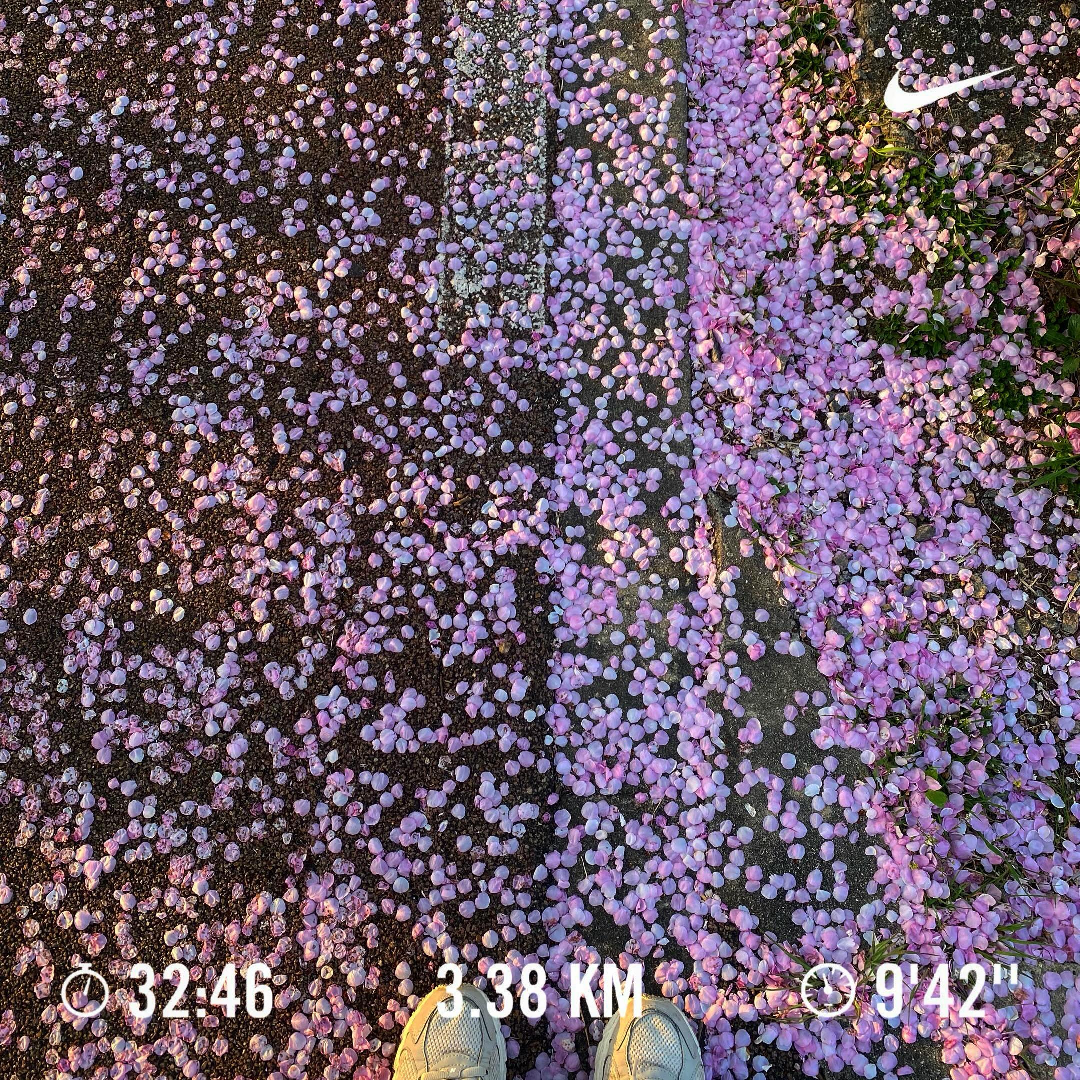 20240414 흩날리는 꽃잎과 함께 가벼운 러닝 🏃🏻 후후..