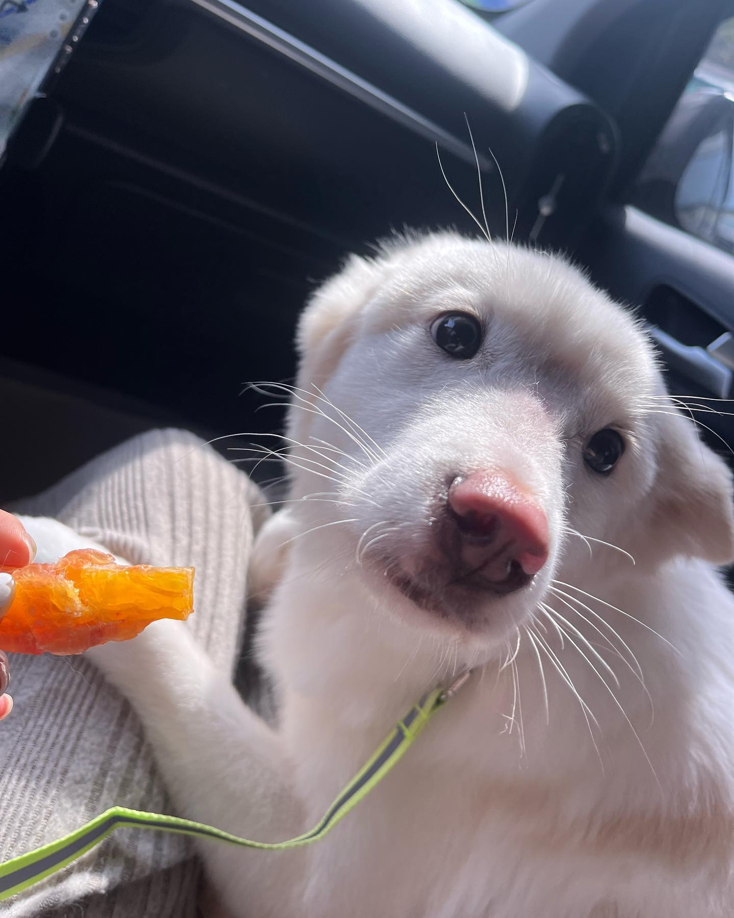 라떼 엄마 아빠가 되었어요🐕❤️💕 #대전유기견 보호소에서 자라서 1년 성견이 되어 버린 믹스견 라떼입니다 :) 이름은 흰털과 갈색털이 섞여서 라떼로 지었어요! 저희가 새식구를 맞이 했어요 식도 아직 안 올렸는데 벌써 입양이 맞나 싶었는데 이미 신혼 가구들도 사고 모든게 준비 되어 가고 만남 신청 하면서 이 친구에게 새로운 세상을 빨리 보여주고 싶어서 만남 당일 저희 품으로 오게 되었습니다 같이 함께 살면서 책임 질 생명이 생긴 만큼 더 예쁘게 살겠습니다! 목줄 메는 훈련부터 시작 중인데 너무 어렵네요 😭 이마에 상처가 있지만 그것마저도 너무 귀여운 라떼 훈련 할 게 많아 소식이 조금 뜸했던 점 죄송해요.. 밀린 답방도 후딱 갈게요❤️🐕