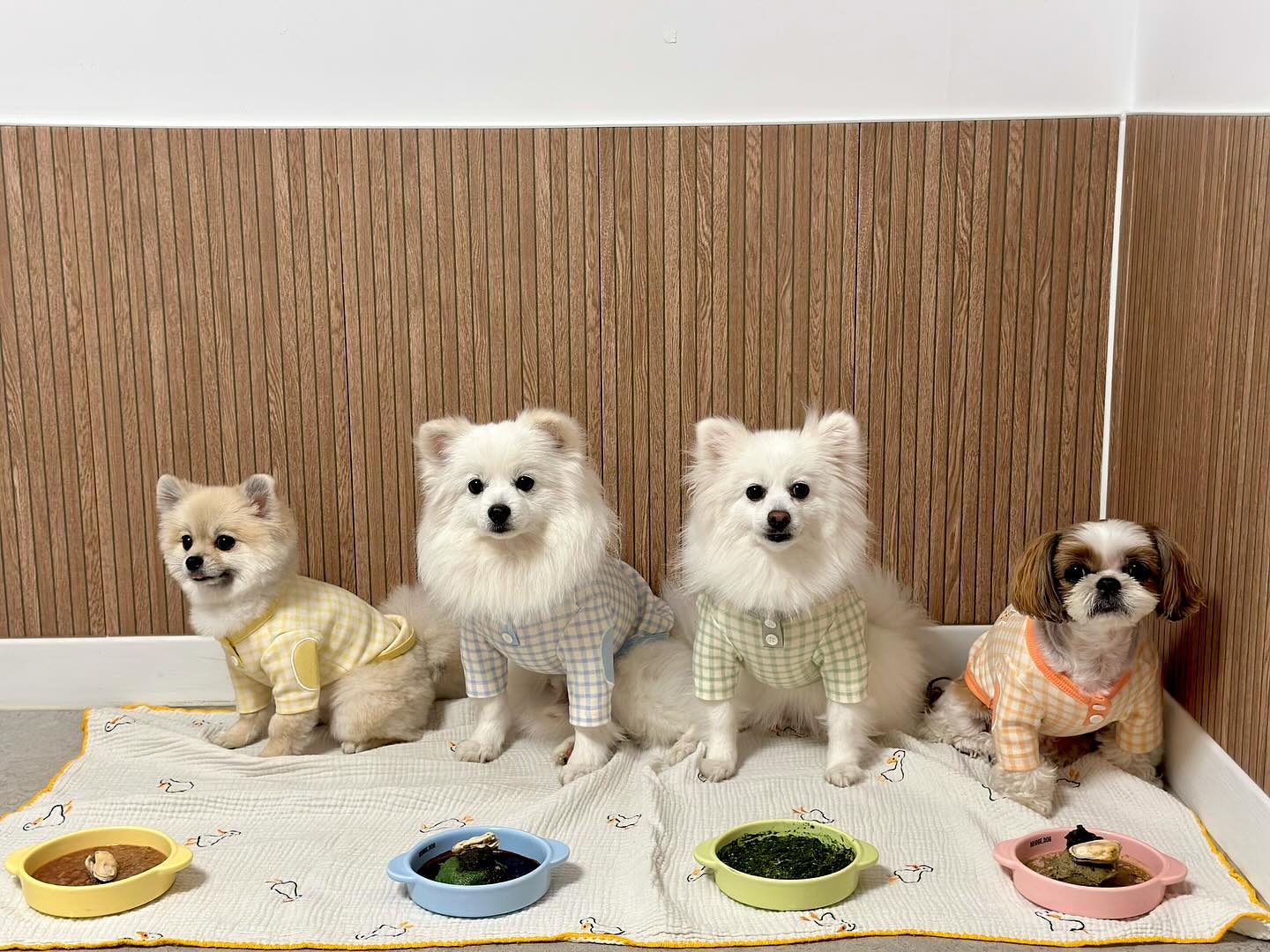 23.5월 여행기록
.
.
개린이날을 맞이하여 떠났던 펜션🏡
꼬까옷입고 예쁜 맘마그릇에 밥고 먹고
비맞으며 산책도 하고 즐거웠던 시간🫶🏻