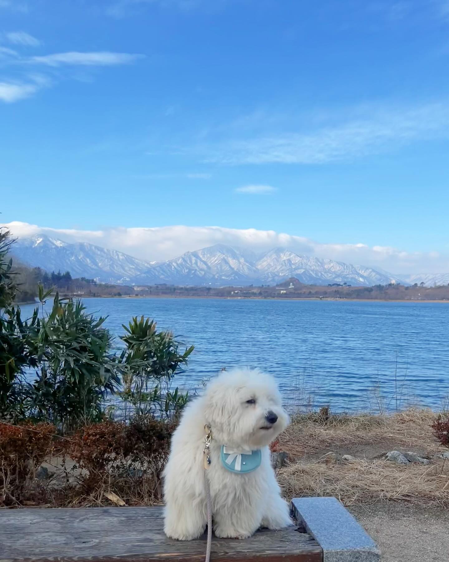 아웅❄️✨

#미친뷰 

#아이러브속초 🫰

#설산 🏔️❄️

#설악산

#꼬똥 #꼬똥드툴레아 #꼬똥루이 #속초꼬똥  #귀여운강아지
#강아지 #이쁜강아지 #펫스타그램 #20년생 #심쿵 #coton #louis #cotondetulear #puppy #petstagram #touching #lovely