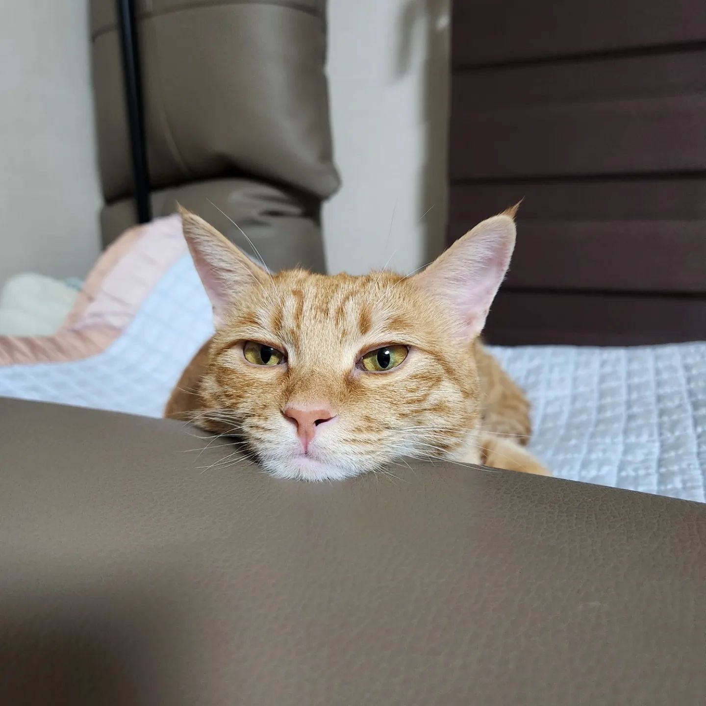 졸리고 심심한 따복이..🤭🤭

#오랜만에업뎃 #고양이 #고양이그램 #다복 #다복이일상기록 #cat #catstagram #ねこ #ねこすたぐらむ #にゃんすた #🐱 #사지마세요 #입양하세요 #지루한 #졸린고양이 #잘지내고있어요