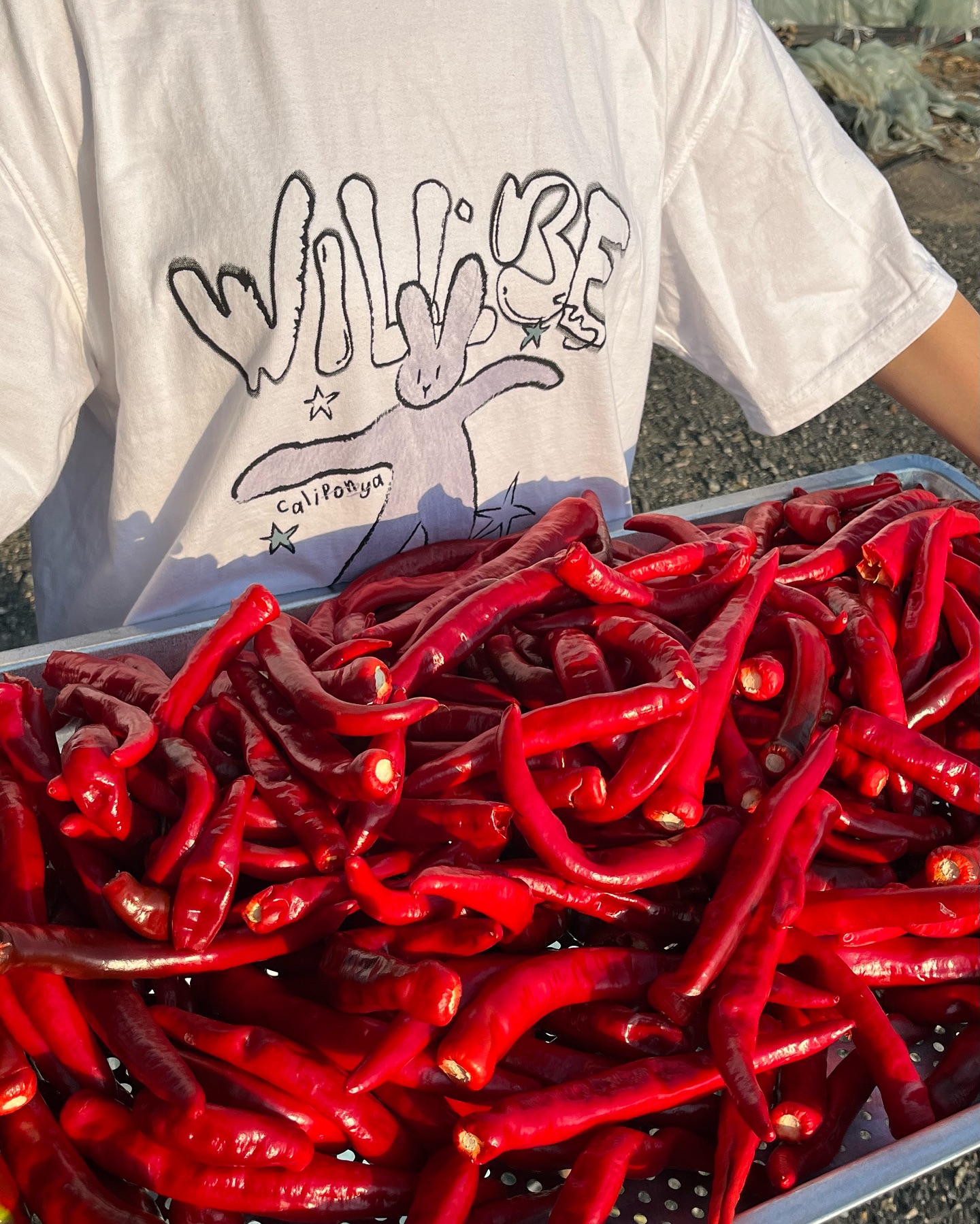 김장고추🌶️

진짜 잘 자라준 김장고추

#고추농사 병해충부터 키우기 진짜 힘들고 어려운데,, 저희 엄마는 고추 고수세요 👍🏻

정말 잘 키우시는 엄마.

대신 고생도 잔뜩인 고추지만
잘 자라주어 뿌듯해요

🌶️김장고추 농사🌶️
8월초부터 열심히 딴 김장고추는
꼭지 다 떼어 햇볕에 한 번 말려주고
고추건조기에 넣어 잘 말려줍니다.

한 근 600g

고춧가루 한 근에 16,000원 판매 중이에요😊

#김장고추 #고추 #고춧가루 #고춧가루판매