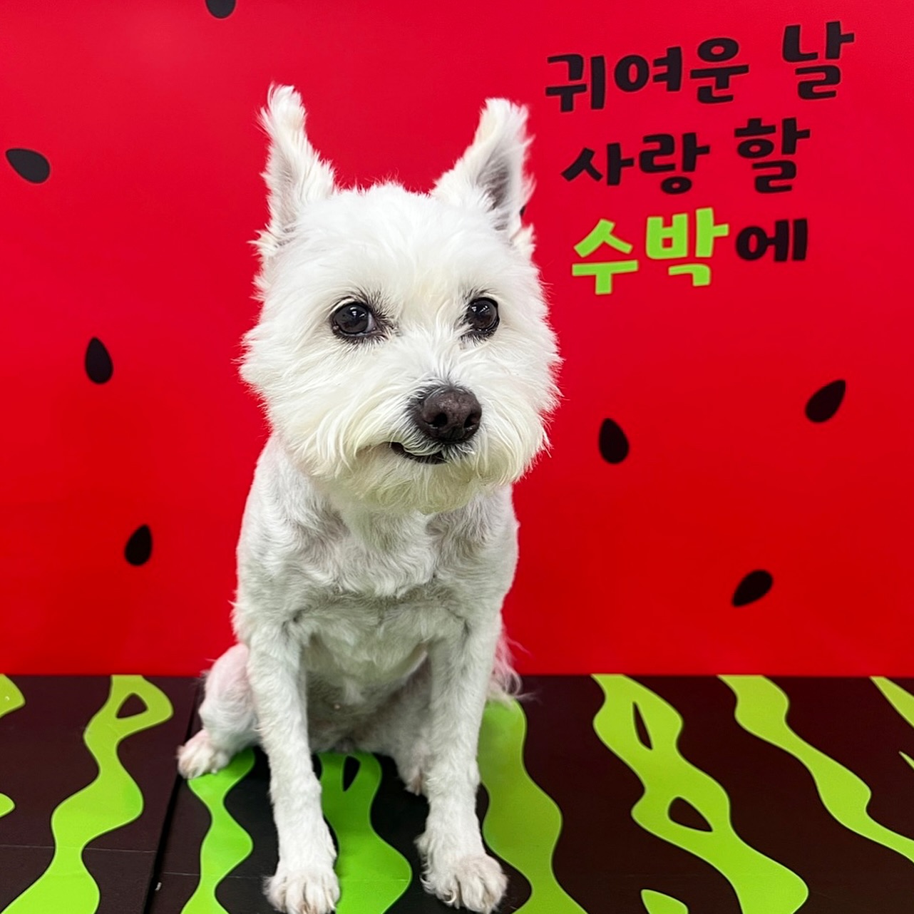 농부봄은 변함없이 김초랑 잘 지내는 삶🐶👩🏻‍🌾
개친머(개치원에 ㅁㅊ 멈머)는 변함없이 새벽 6시 기상하는 삶...🥺
심장병 b2 초기 진단 받고 많이 우울했는데 그래도 약 잘 먹고 크게 무리없이 잘 지내는 중💪🏻❤️

#믹스견 #믹스견은사랑입니다 #믹스견스타그램 #초 #노견일기 #노견스타그램 #노견만세 #개어멈 #개어멈일상 #개치원 #걱정마시개