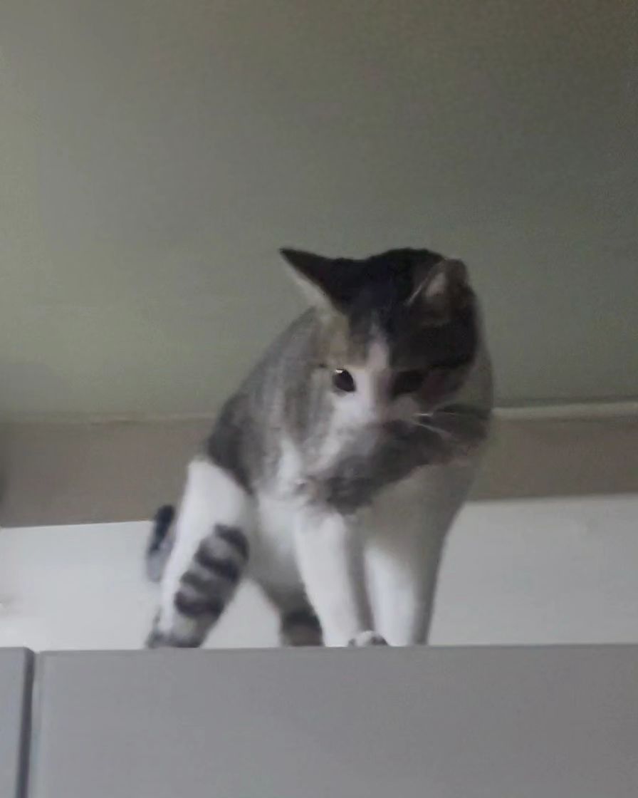물어와!! 하면 물어오는
우리집 천재고양이 !! 🐈 ᩚ 

#똑똑해 #천재고양이 #물어와 #개냥이 #그자체