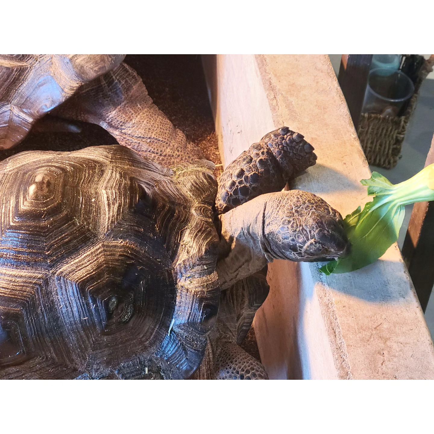 #거북이엉금엉금🐢 

거북이 보긴했지만 
먹이주는건 처음..
와...신기신기...
뱀도 만져봄~🐍
ㆍ
ㆍ
#수산공원 #다양한체험가능 #먹이주기체험 #뱀사진못찍어서아쉬운
#소통 #좋아요 #팔로우늘리기 #좋아요반사 #좋반 #좋아요늘리기 #팔로우 #팔로우미 #맞팔 #맞좋 #일상 #좋아요꾹 #셀스타그램 #좋반테러 #좋아요그램