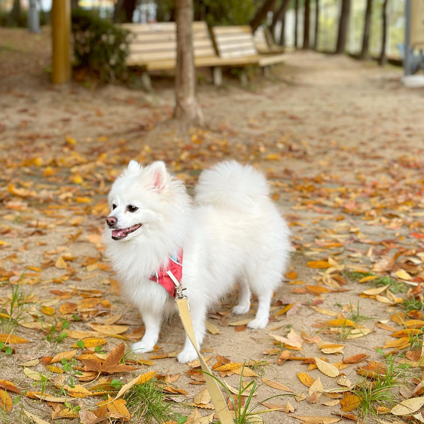 가을이다 가을🍂