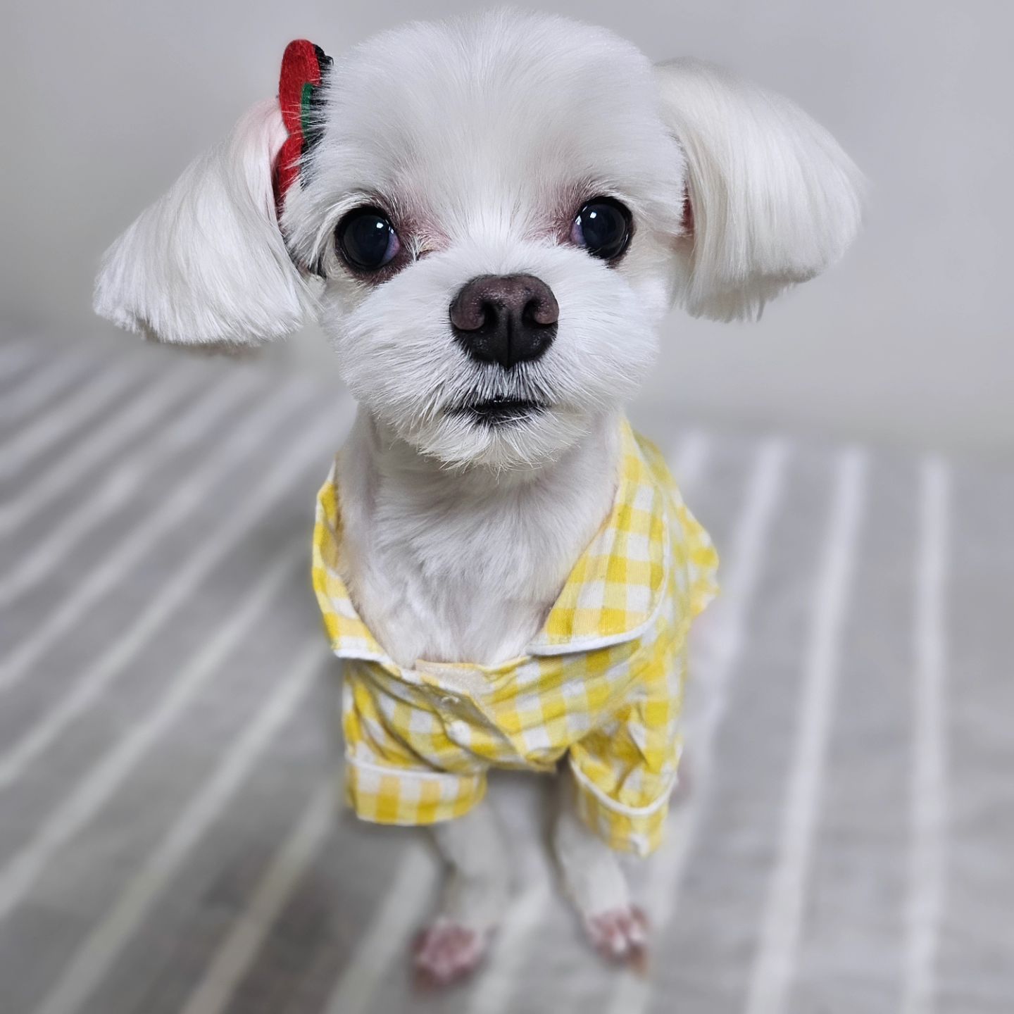 미용하고 새초롬 아갓쉬 멈머된 개두부😘
.
.
.
d_dogam