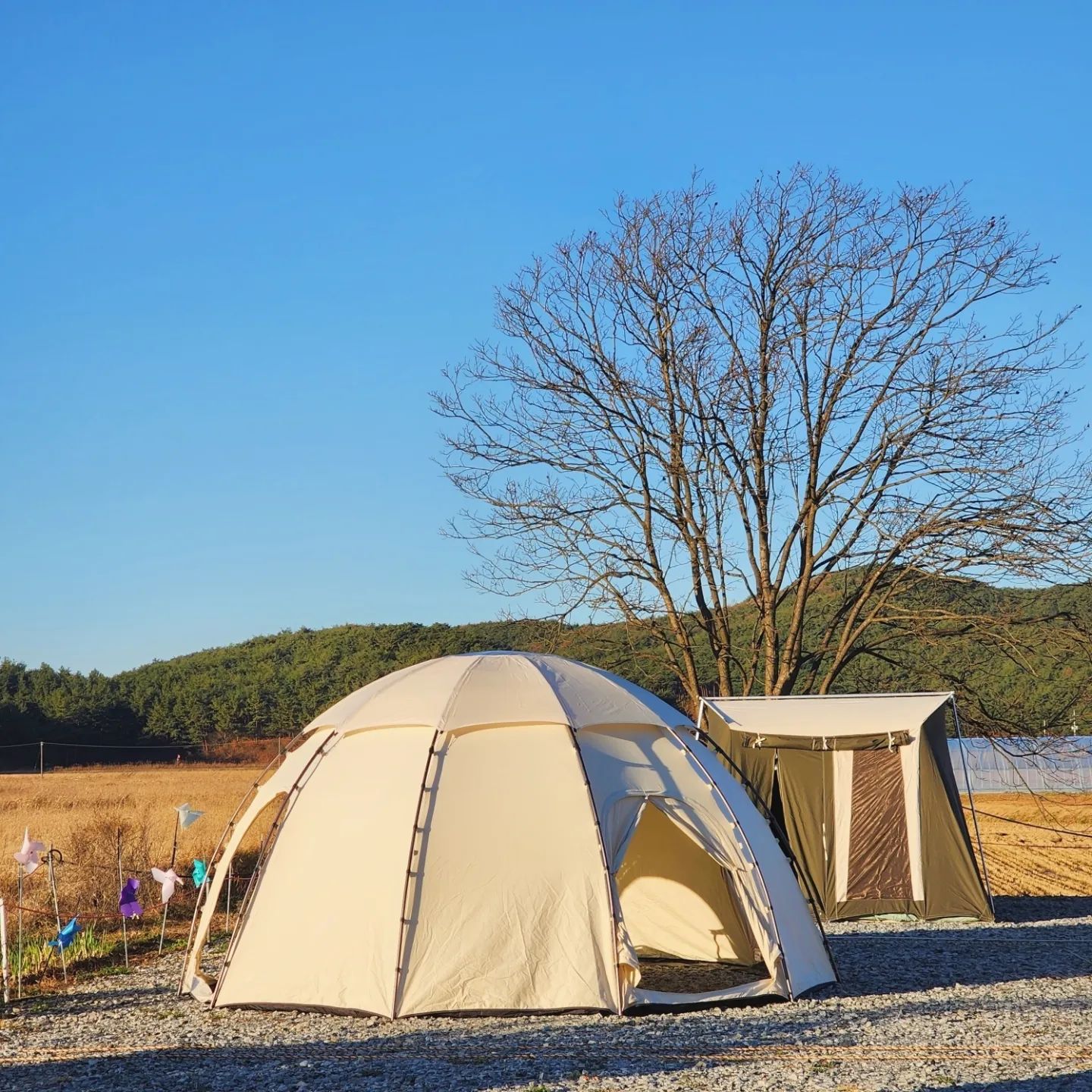 #장소제공 조카님께서 반했던 #안면도힐링캠핑장🏕⁣⁣
⁣⁣
여러분 제가 이번에 다녀온 캠핑장은 ⁣⁣
충청남도 태안군에 위치한 안면도힐링캠핑장이예요ও⁣⁣
⁣⁣
진짜,, 생각보다 더 멀었어서 힘들었는데,,⁣
가족들과 조용하게 쉬다가 오기 너무 좋았던 곳이였어요⁣❤️
⁣
파쇄석도 진짜 넓직해서 셋팅하기 너무 편했어요⁣❣
⁣
안면도힐링캠핑장은 ⁣
차박,카라반,캠핑카,데크사이트,반려동물⁣
모두 다 가능해요⁣⭕️
⁣
매주 토요일 8시30분에 ⁣
사장님이 나오셔서 공연도 하시고⁣
캠프파이어도 준비하시고⁣
재미있는 퀴즈도 하시면서 소소한 선물도 주신다고하셨는데,,⁣
제가 간날에는 공연을 따로 하지 않았어요⁣
⁣
날씨가 이제 추워져서 안하는거같은데..⁣
이부분은 한번 문의해보셔야될거같아요⁣(ᐢ ܸ. .ܸ ᐢ)
⁣
대피소라고 써있는 건물에 들어가면⁣
샤워실, 화장실이있고 ⁣
아이들이 탈 수 있는 미니카들과⁣
피아노도 있어서 칠 수 있어요⁣.ᐟ
⁣
아주 미니카들이 쭈르륵있어서⁣
조카녀석이 반해가지구,,⁣
대피소만가면 미니카타겠다구ㅎㅎ⁣
⁣
사장님께서도 너무 친절하셔가지구⁣
조카랑도 잘 놀아주시더라구요⁣ෆ˙ᵕ˙ෆ
⁣
대피소에 정수기도 구비되어있어서 좋았어요⁣
정수기에 온수도 나와서 너무 편하더라구요⁣👍
⁣
뷰는 논뷰예요⁣🌾
높은건물도없고 뻥 뚫려있어서 너무 힐링되요⁣
⁣
🪧토리네 이용 사이트 : 3번사이트⁣
3번사이트에만 바람개비가 있어가지고 너무 이뻤어요⁣❣
⁣
나중에 시간 여유될 때 또 한번 방문하고싶은 캠핑장이예요⁣ও
⁣
이번주 12/8일 금요일까지 ⁣
그래가 x  토리네 팔로우 이벤트입니당⁣❣
아직 참여못하신분들은 참여해보세요⁣ʕ•ﻌ•ʔ ♡
⁣
📍문의/예약 graega_official⁣⁣
➿그래가캠핑 어플로 예약해서 다녀왔어요🔅⁣⁣
더 많은 캠핑정보를 원하신다면 팔로우 눌러주세요⁣⁣
⁣⁣
캠핑장  5번예약시- 캠핑장 1박 무료쿠폰⁣⁣
캠핑장 10번예약시- 캠핑카 1박 무료쿠폰⁣⁣
⁣⁣
좋은 정보는 저장 또는 친구들 태그하셔서 함께해요🙆‍♀⁣⁣
⁣⁣
#그래가예약 #신생캠핑장 #그래가캠핑 #캠핑장예약 #오캠⁣
#캠핑장추천 #안면도 #안면도캠핑장 #태안캠핑장 #캠핑⁣
#충남캠핑장 #캠핑정보 #오토캠핑#캠브리즈 #토리네오캠