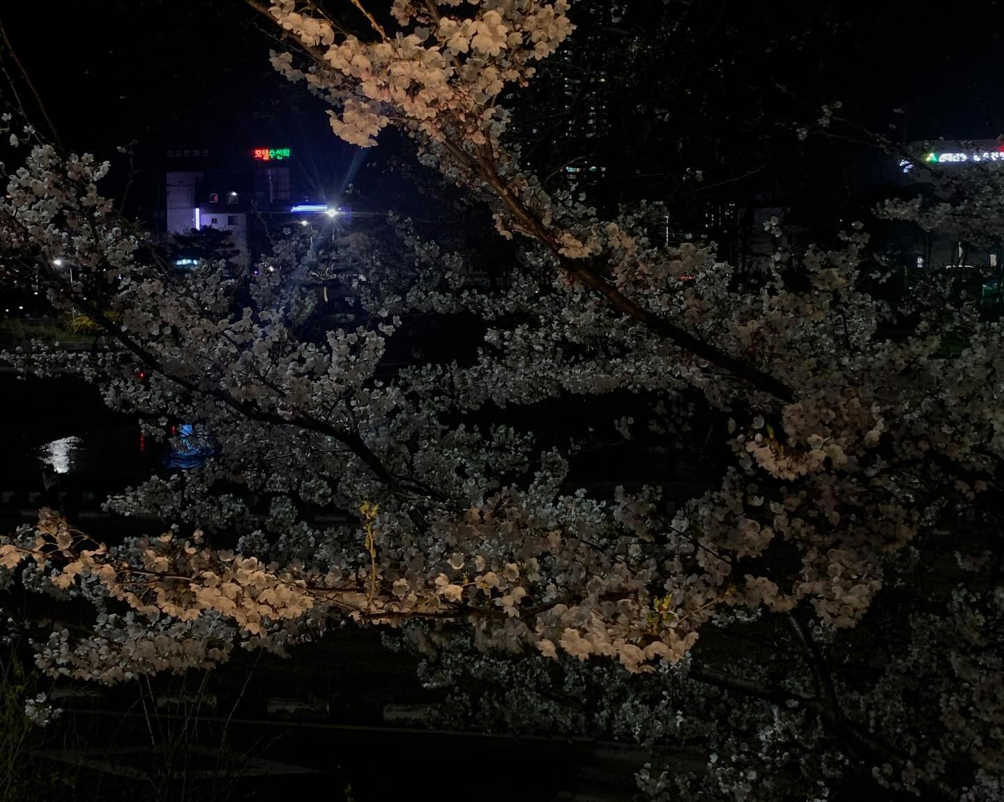 🌸
