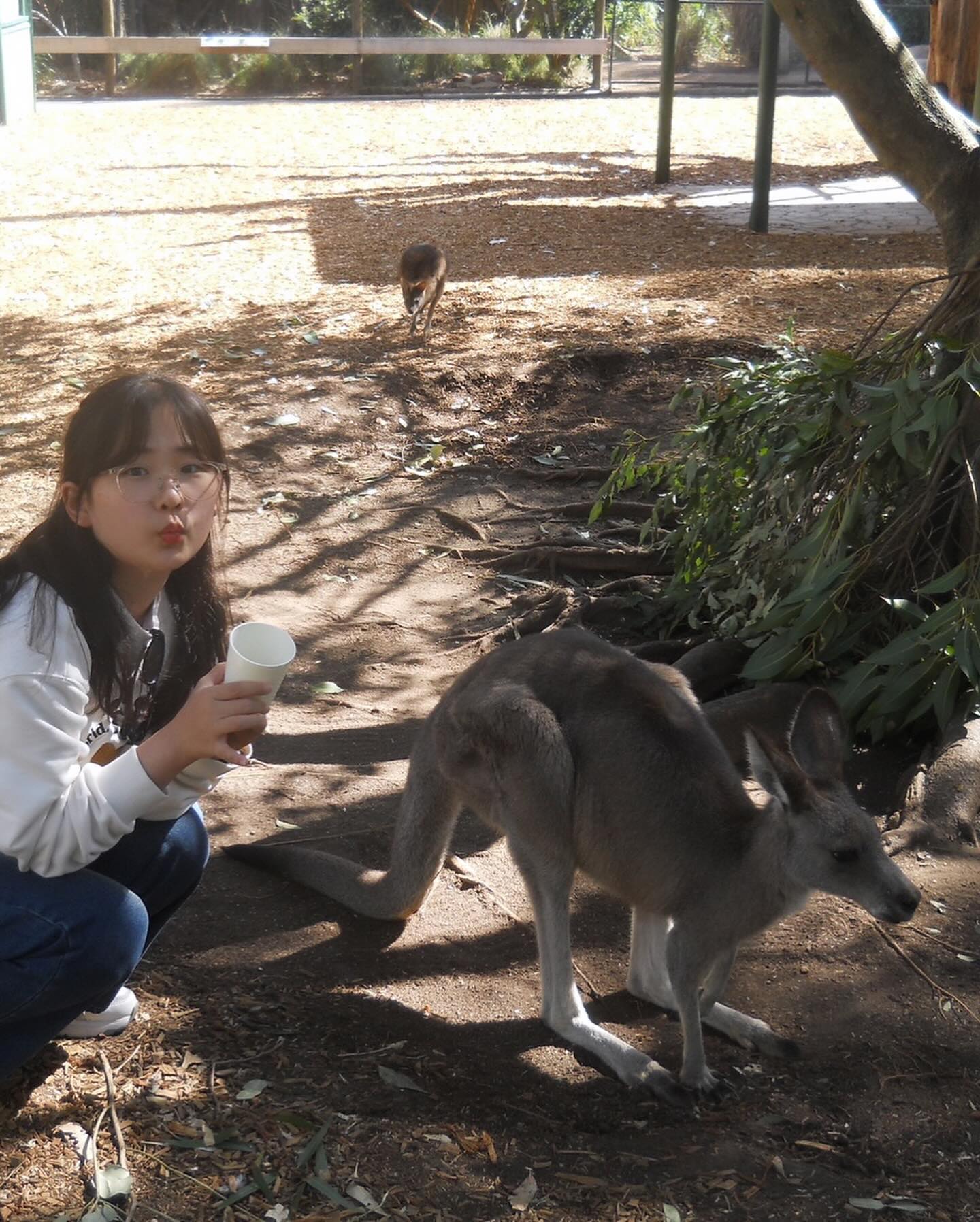 🇦🇺Featherdale Sydney Wildlife Park
-
규모는 작아도 알차게 있을 건 다 있는 페더데일. 캥거루 작은 버전처럼 생긴 왈라비 매력에 빠진날..
손 꼭 붙잡고 밥 먹는거 왤케 귀엽냐며ㅜㅜ
-
🌿먹이는 2불에 구매 가능, 오후에 가면 더워서 동물들도 잘 안움직이니 오전에 가는거 추천. 10월 기준 9시에 입장했을때는 활동적이었는데 10시 반쯤 되니 사람들이 주는 먹이에도 별로 반응 없고 전부 울타리 안에 들어가있었음.

🦘앞쪽 외에 안쪽에도 다양한 캥거루, 왈라비 존이 있으니 앞쪽에서 먹이 다 소진하지 말고 안쪽까지 오는 거 츄천!
*쿼카가 안쪽에 있는데, 캥거루 왈라비 등등 다 같은 먹이를 먹는다!!!!
-
🐨코알라는 계속 있긴 한데 진짜 움직이는 애를 보기 힘듬ㅎㅎ 30불 주고 사진 찍을때 엉덩이 만져볼 수 있게 해준다. 또 코알라랑 셀피는 안됨.. 그냥 코알라만 찍게 해줌 + 돈 안내고 모델 코알라 사진 못 찍게함..!
코알라 엉덩이는 엄청 푹신하진 않음.. 중국산 코알라 인형이 구현도가 높은 걸지도..(???)
대신 코알라 사진 찍으면 음료 바우처를 준다. 뭐 기념품샵에서 20불 이상 사면 엽서 주는 바우처도 있고 그런데, 그냥 콜라만 바꿔먹음ㅎㅎ
-
쿼카는 대체 어디 있는거야😣하는 순간 익숙한데…? 하는 꼬리가 긴 동물이 보인다면 바로 걔네가 쿼카..
쿼카도 햇볕 뜨거우면 풀숲에 들어가서 잔다..💤
퍼스의 어느 쿼카섬처럼 자유롭게 만날 순 없지만, 손 내밀어 먹이 주는 건 제지하지 않았다ㅎㅎ
사진에서 보던 아주아주 행복한 쿼카는 실제로 만나기 힘들었지만 그래도 너무 귀여웠다ㅠㅠ
-
마지막 팁은.. 나가는 출구 쪽에 손 씻는 곳이 있는데, 거기 사람들이 다 못주고 간 먹이가 간혹 남아있다. 좀 쌓이면 다 치우기 때문에..! 타이밍 맞다면 남은 거 이용할 수 있을듯👀
-
입장권은 온라인으로 하루 전 날 예매하는 게 싸다.