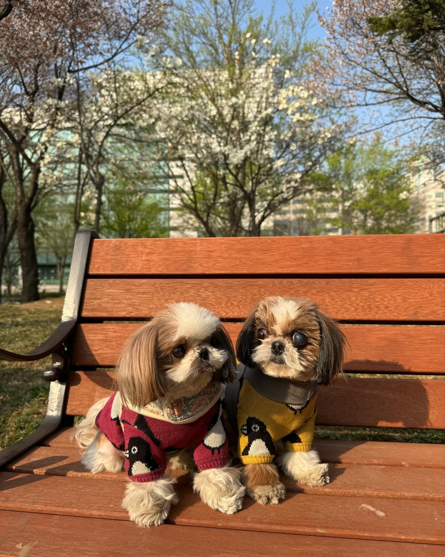 너네 둘은 안 늙을줄 알았는데 
평생 옆에 있을꺼 같은데 말이야 

머리부터 발끝까지 직접 미용도 해줄수 있구 
스트레스 받지않게 남은 평생 미모 책임질께

산책 많이 할수있는 계절이 왔다
더 써내려가다가능 눙물날꺼 가타
가을이  몽시리🤍 2024.04