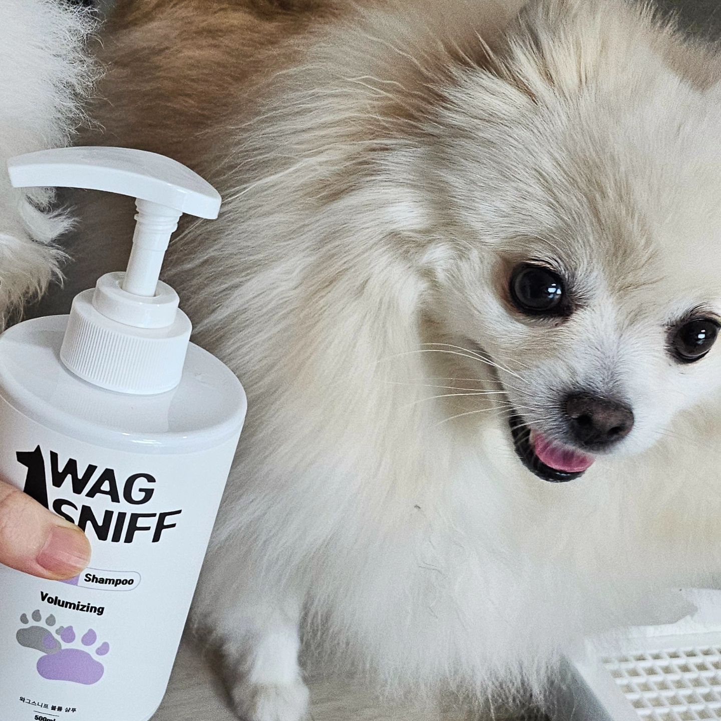 #협찬 wagsniff_official

털 쳐짐이 심한 우리 멍멍이들을 위해서
딱 맞는 좋은 샴푸를 찾았어요!
제가 사용한 제품은 볼륨샴푸이고, 그 외에도 반려견의 피모에 맞게 선택 할수 있는 종류의 샴푸가 4종류나 됩니다!

쿠팡 로켓배송에서도 빨리 만날 수 있는 제품이에요
아르간커넬오일이 함유되어 피부 보습과 피모 건강에 도움을 줄 수 있는 제품이에요
덕분에 털엉킴 방지, 정전기 방지 등이 도움을 주는 샴푸에요!

무엇보다 피부에 유해한 성분은 첨가되지 않아서 안전하게 사용이 가능하구요!
자연유래 계면활성제 사용을 해서 더욱 믿을수 있는 반려동물 전용 샴푸 "와그스니프"
쫀쫀한 거품으로 깊은 털 속 피부까지 깨끗하게 케어 가능한 제품입니다 >_<

#강아지미용 #강아지샴푸린스 #강아지목욕 #강아지발샴푸 #향좋은강아지샴푸 
#강아지샴푸 #애견샴푸 #개샴푸 
#반려견샴푸 #펫샴푸 #새끼강아지샴푸 
#애완견샴푸 #개비린내샴푸 
#향좋은강아지샴푸 #와그스니프
