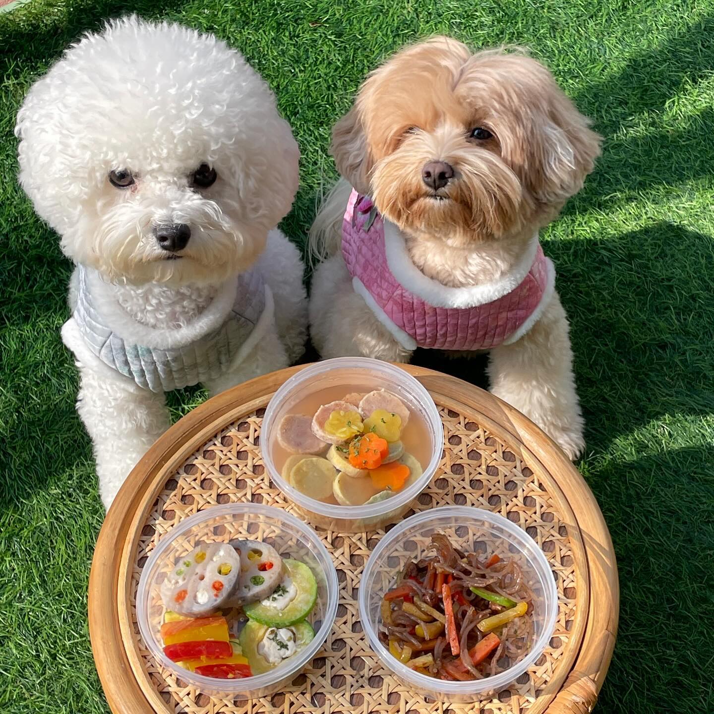 강아지 명절 음식 set 

1. 떡국 + 전 모둠세트 + 잡채
2. 떡국 + 전 모둠세트 (잡채)
3. 전 모둠세트 + 잡채

문의는 mummu_eat