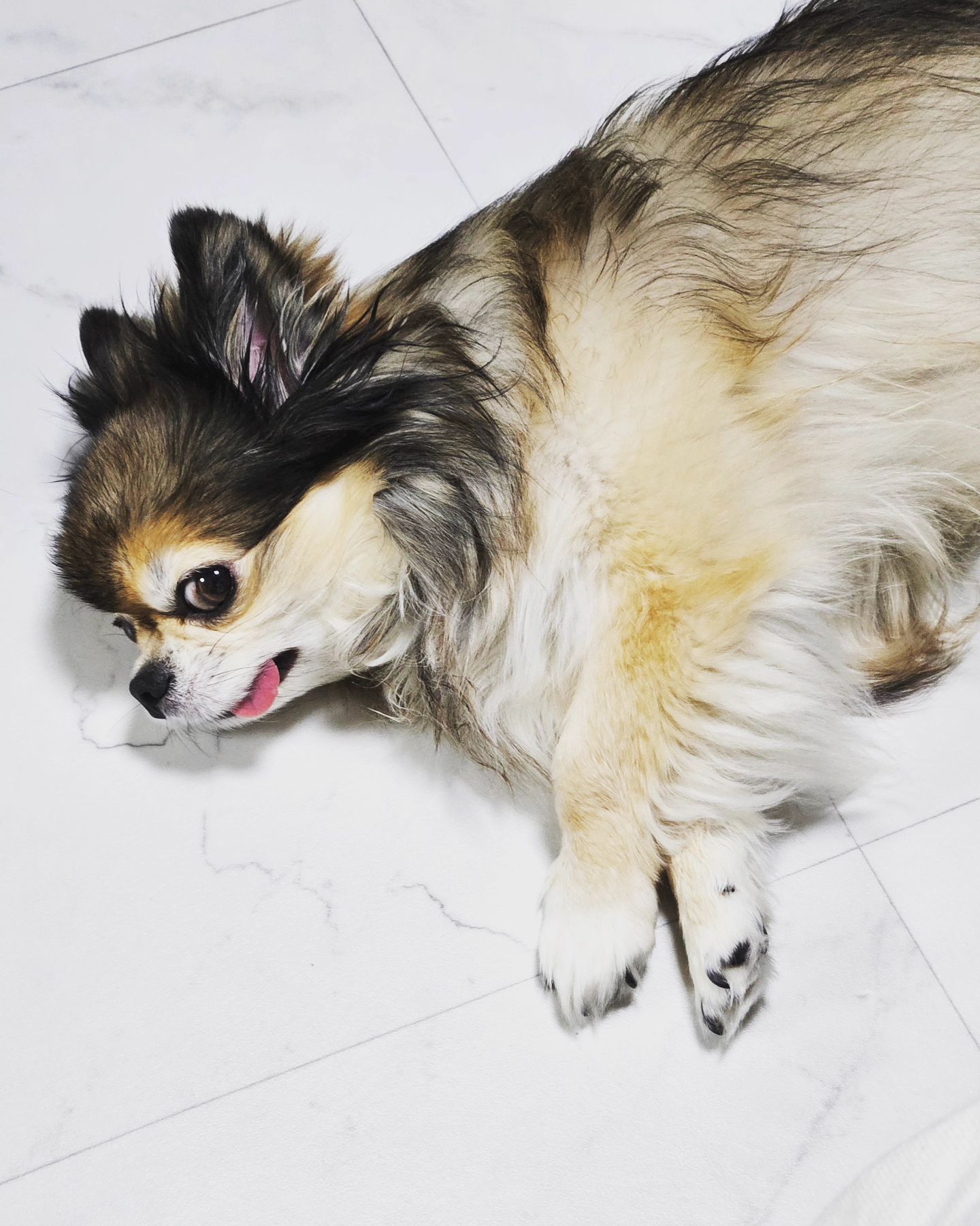 달리😝 👅

#맞팔해요 #맞팔 #선팔하면맞팔 #맞팔환영💕 #장모치와와 #장모치와와달리
