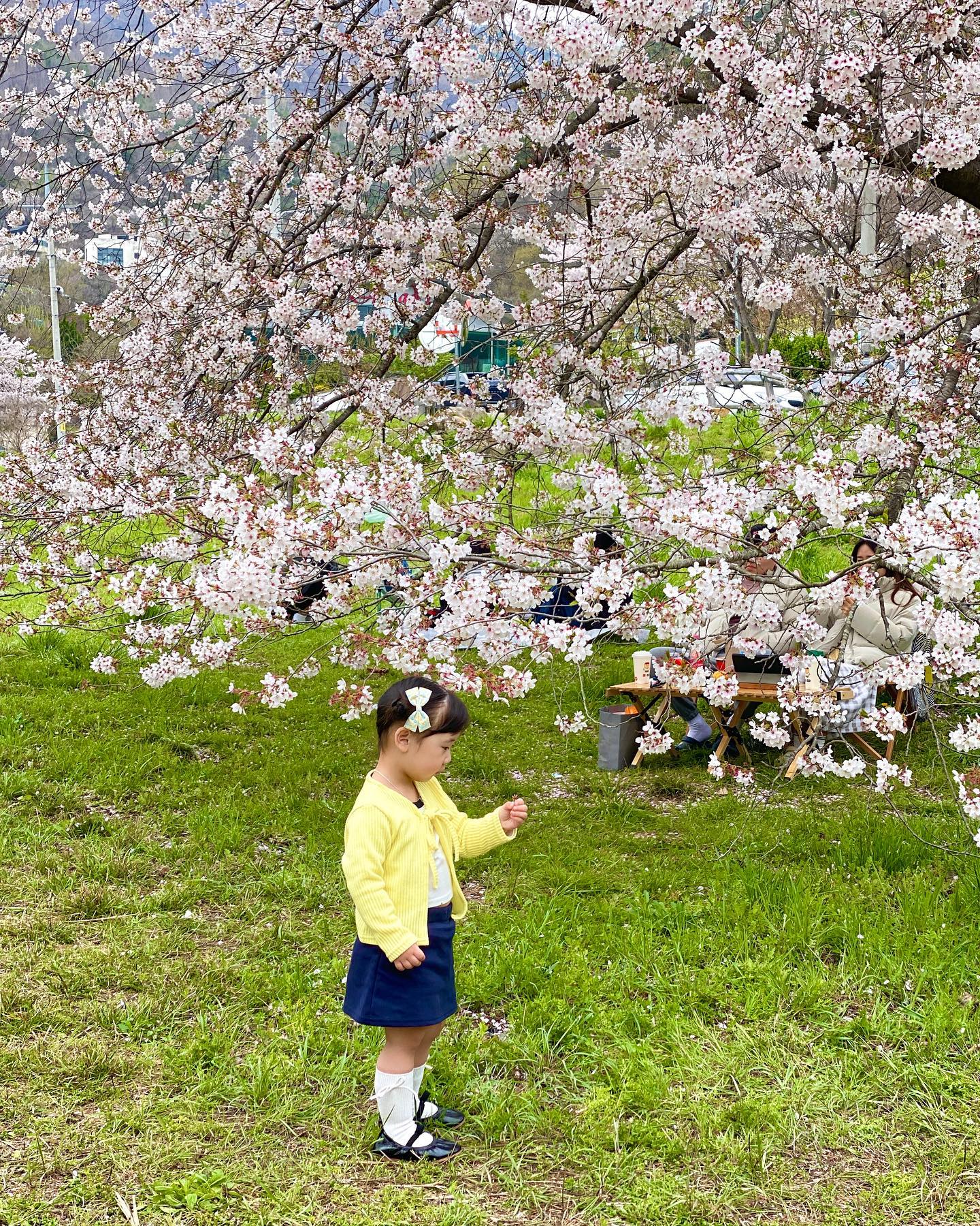 ⠀
창원-진주-양산-사천
벚꽃투어 끝 ! 🌸

#31개월입성🎉