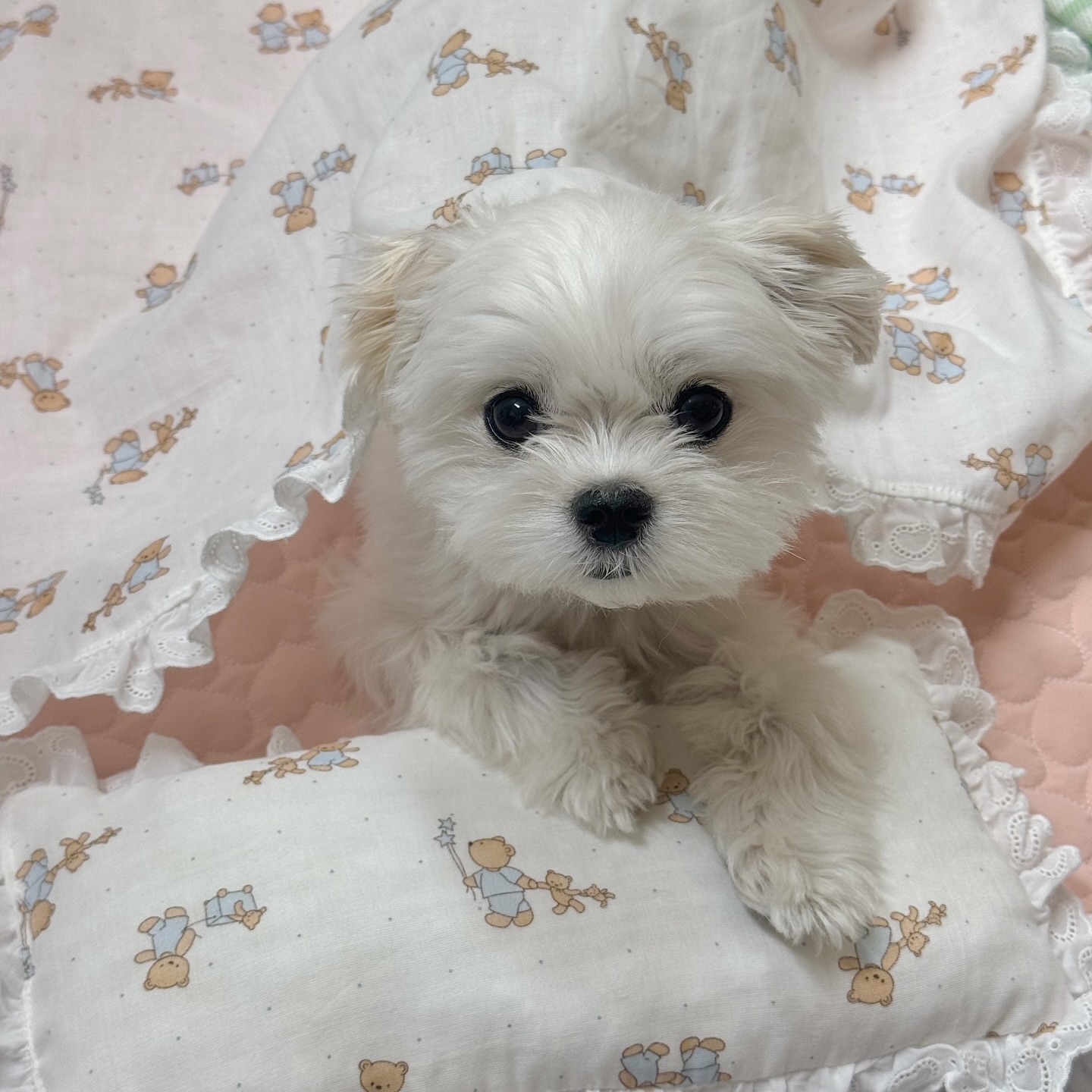 모두모두 행복한 추석 보내세욧 🫧🤍

#즐추 #해피추석 

🏷️ 블랭킷세트 bijou_dog_official