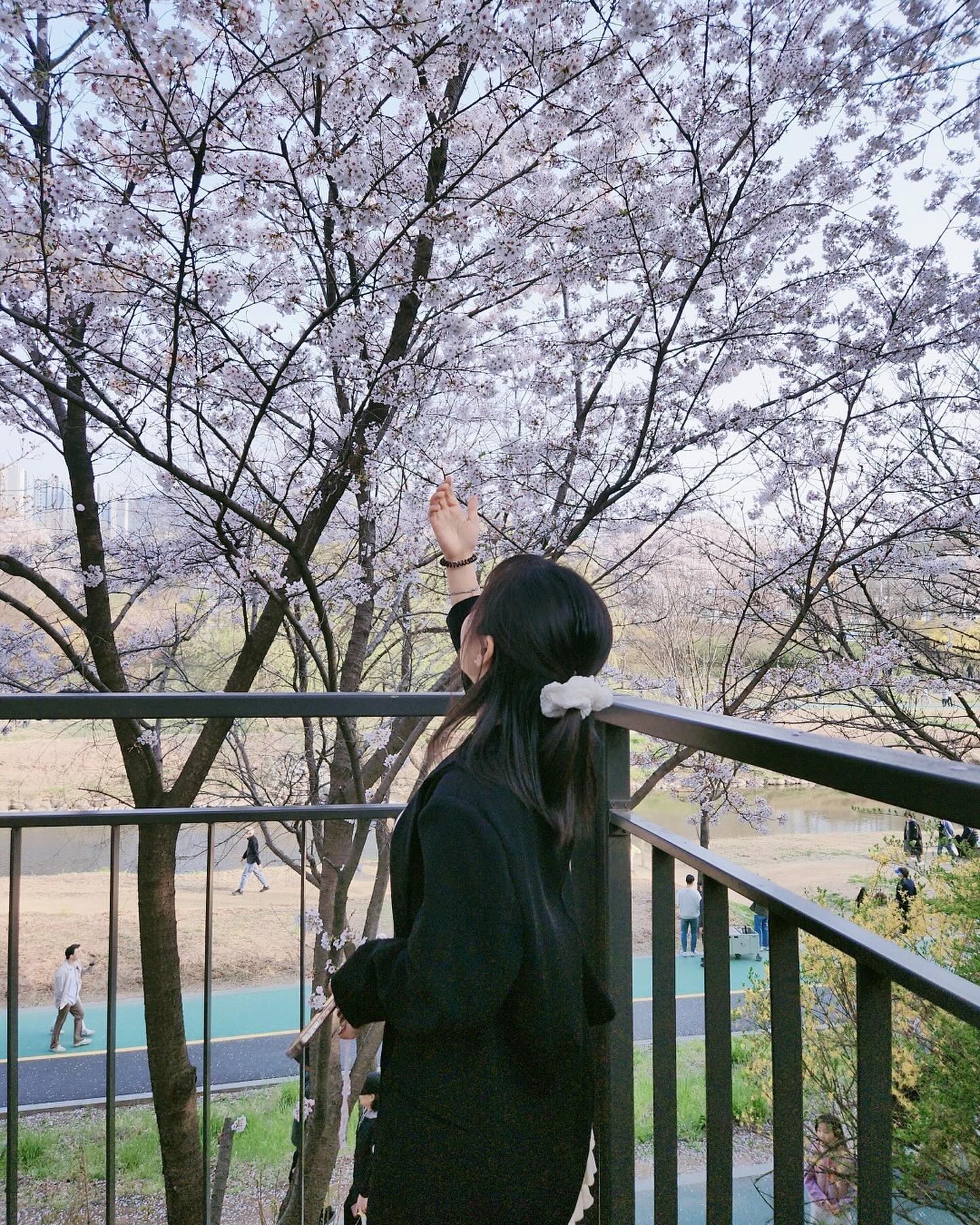 나도 벚꽃구경 🌸🌸🌸