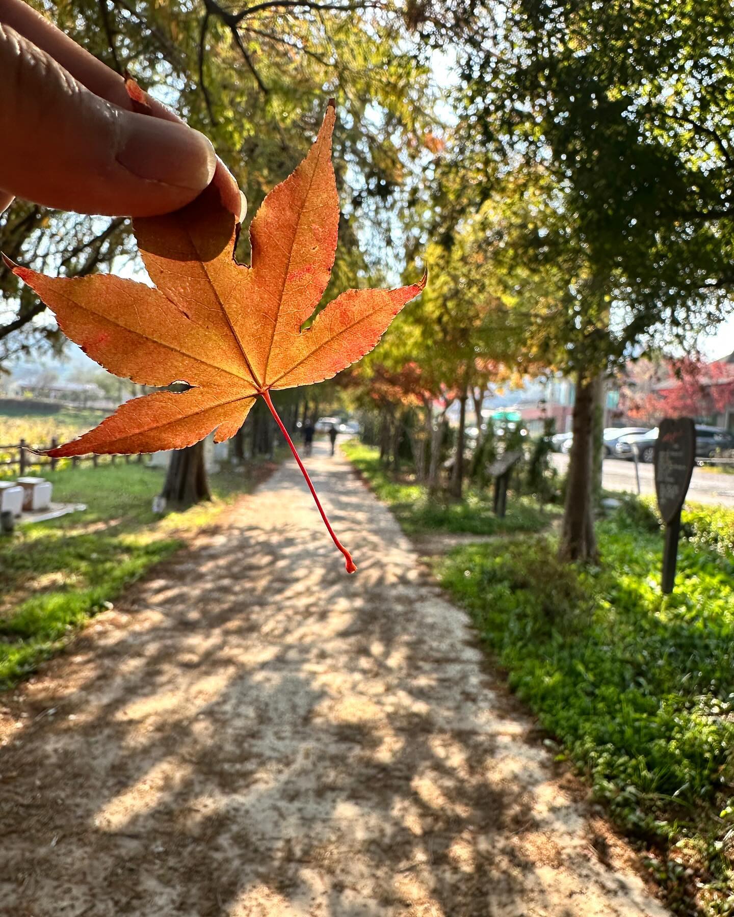 가을냥냥

#광주여향 #전평제공원 #가을광주 #예술여행