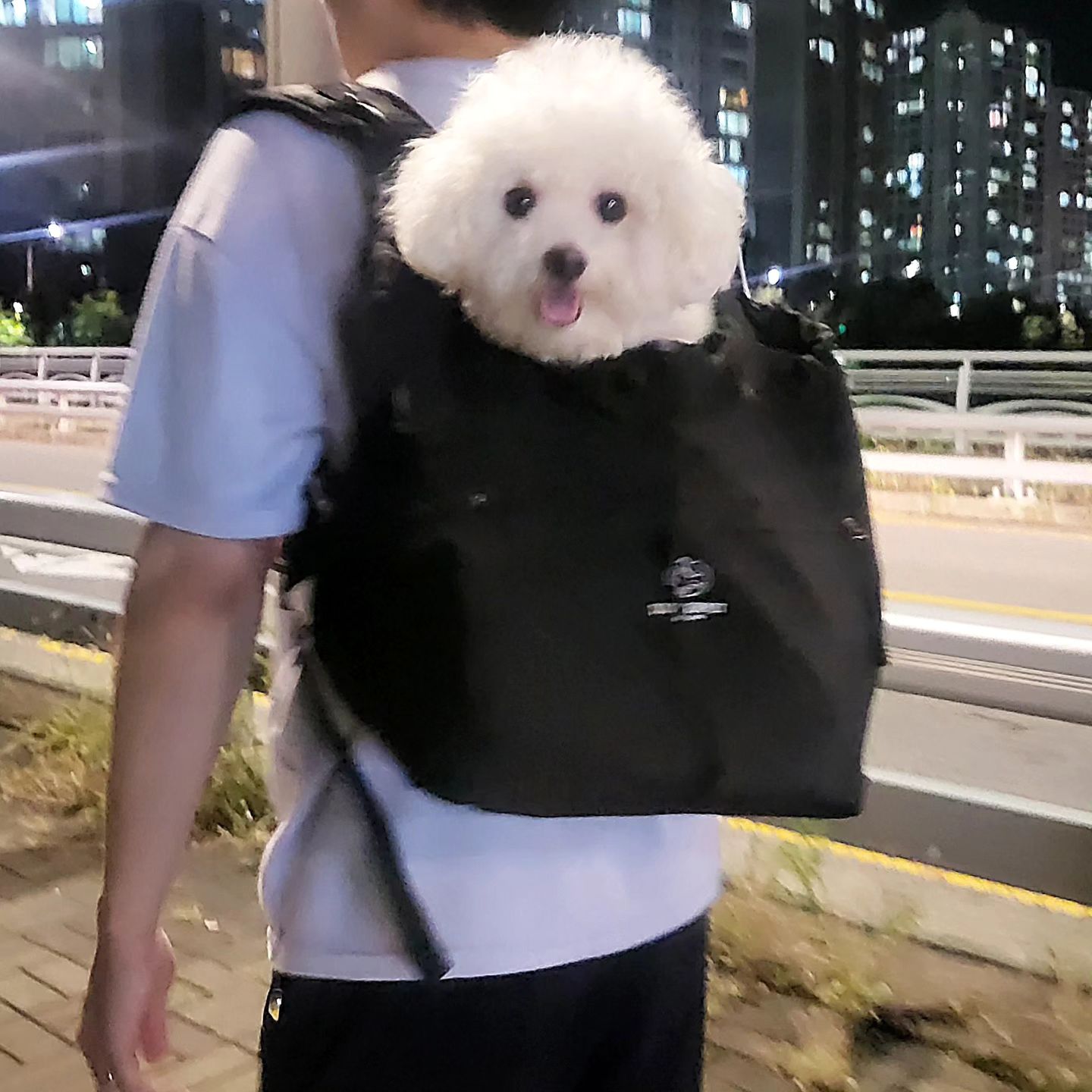 #협찬 #스와니펫몽바 

🥟🍡 풍성한 한가위 되시개 🥠🌕

몽바는 할무니댁 가서 산책두 하고 
힘들땐 가방 찬스도 쓰고 좋다 이말씀ㅋ

🎒 가벼워서 좋다 ! 900g 
🎒 3중 분산 무게 (어깨패드, 어깨버클, 허리끈) 
🎒 생활방수 & 오염방지 소재
🎒 몽바가 너무 편하게 쉬어서 #몽바찐추천 

🏷#몽바사용 : #스와니펫 #스와니펫가방 #미뇽백 #슬개골탈구이동가방  soignerpet_official