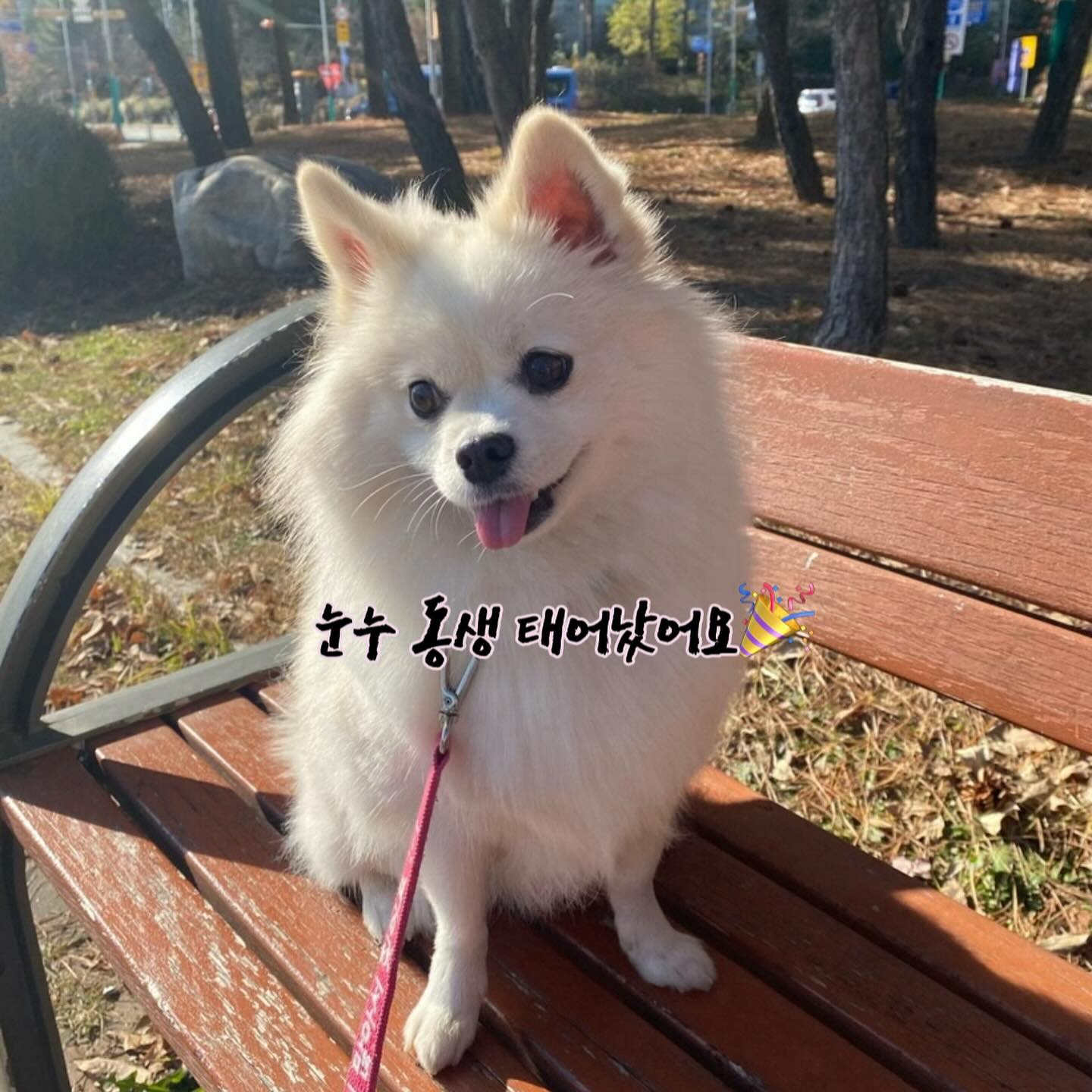 드뎌! 눈누\(//∇//)\ 동생이 태어났어요🎉🎉
38주차 #응급제왕 으로 2주일찍 나온 🌝달이💕
#제왕2일차 인 눈누맘ㅠ 아직..많이 아프네요ㅠ
아침엔 혼자 일어나 걷고 했는데;약기운 떨어지고
걸으려니 배에 불나는줄 알았어요 🥹

출산직전 #가진통 이 주기적으로 올 때 마다 , 
주변에 눈누를 돌봐줄 사람도 부탁할 곳도 없어
너무 불안했는데, 혹시 저같은 사람이 있으면
도움이 될까 후기를 살짝 올려봅니다.

유치원/호텔 도 알아보고, 테스트도 해봤는데
(너무 짖어서)테스트 탈락😭
한 곳은 #중성화수술 이 안되서 테스트도 못보고,
점점 막막하고, 답답하고..
#역아 라 가진통에 언제 아이가 나올지 몰라
눈누보면서 울고 , 호르몬 때문인지 눈물줄줄😭
그러다 #마미톡 커뮤니티에 글을 올렸더니
몇 가지 어플을 추천 받았어요!
그 중 #펫봄 이란 어플이 젤 믿음직해서,
집근처 후기 좋은 #돌봄님 을 찾아
눈팅만 하며 망설이다
(다른 사람에게 맡기는게 불안도 하고,
워낙사건사고도 많아((눈누없이못살어요 ㅠ))
그래도 집에만 홀로 몇 일 둘수도 없는일
찜💛해둔 돌봄님께
바로 예약을 쭉 해버렸어요.
단독으로 한 강아지만 맡아서 돌봐주시고
반려견훈련 자격증도 있으시고
무튼무튼, 그렇게 돌봄을 맡겼어요!
1일차 영상 사진 보내주시는데
너무 잘 보살펴 주시고,행동교정도 해주시고,
후기 그대로 애정을 담아 돌봐주셔서
덕분에 편하게 몸조리 잘 하고 있어요ㅠ
보내주신 사진 영상 보면서 
새벽감성으로 다가 눈누가 너무 보고싶어서
또 눈물 쭉쭉 나는데, 그래도
혼자 두지 않고,맛있는 것도 많이먹고
산책도 오랜만에 길~~게 해서 뻗어 잘자는
모습보니 대견하고 고맙고 그런맘이 들어,
글로 남겨 보아요! 

펫봄 돌봄 후기가 많이 없어, 맡길지 말지
오래 고민했었는데, 이 후기가 도움이
되었으면 합니다. 
#케바케 #사바사 겠지만 

눈누맘은 만족스러워요👍🏻

#내돈내산후기 #광고아님🙅‍♀️ #우리동네펫시터 #펫시터 #시흥 #펫봄감사합니다 #폼피츠 #폼피츠눈누 #강아지돌봄 #출산할때강아지 #애개육아예정 #멍팔 #멍팔맞팔환영🐶 #견주소통환영😍 #사랑해개딸