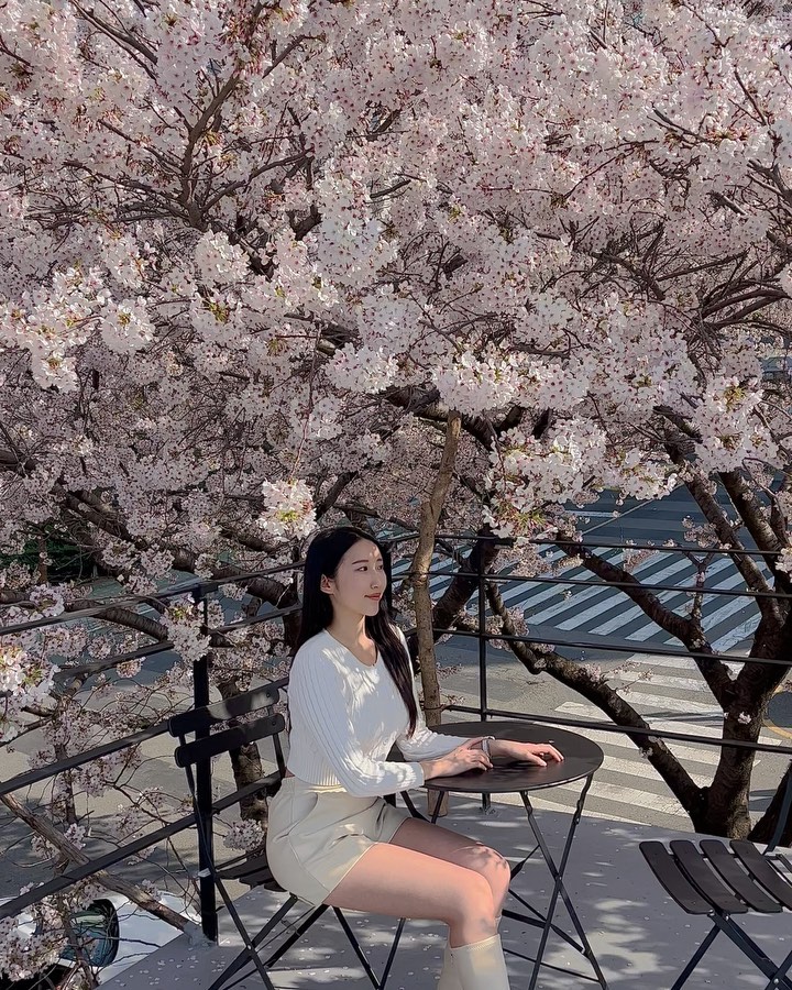 벚꽃사진 그만 올릴려고 했는데 이건 안올리수가 없자나…??