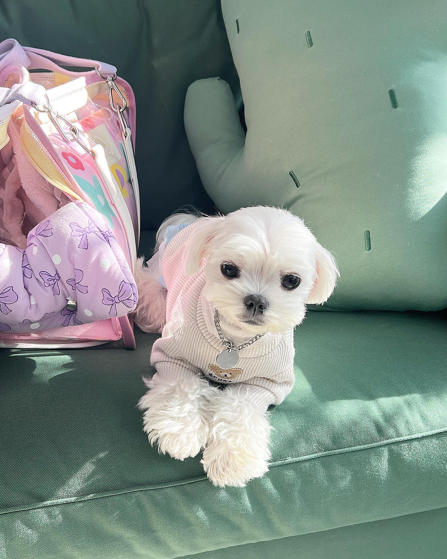 대구까지 왕복 8시간이 넘었지만!
너무너무 좋은 수업 듣고 와서 행복케❤️

🏷️유어마이러브 youmylove.kr 

#아로파테라피#반려동물아로마테라피#에센셜오일#에센셜오일테라피#강아지샴푸#반려동물샴푸#천연샴푸#천연에센스#대구#유어마이러브#강아지#강아지하마#말티즈하마#물먹는하마#하마#펫페어#메가주#추천#맞팔#댕팔#멍팔#맞좋#댕좋#멍좋#댕스타그램#멍스타그램#댕스타그램#댕댕이그램#댕댕이스타그램#