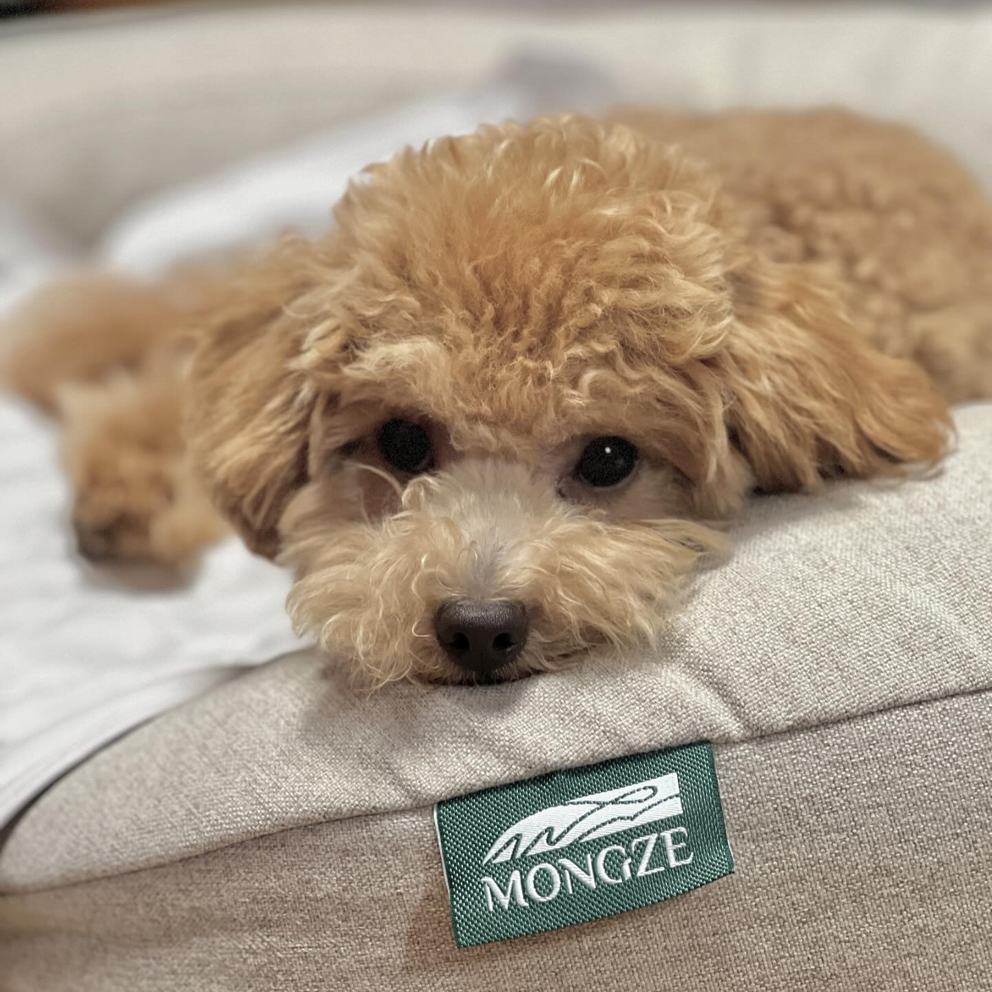 #제품제공 mongze.official 
관절관리시작은 영양제도 중요하고 계단도 중요하지만
우리가 많은 시간을 보내는 침대도 중요해
몽제에서 백브로 관절건강을 위해 강아지방석 에어네트 펫베드와
펫 안심 쿨매트를 보내주셨어
백미는 개봉 첫날부터 매일매일 에어네트 펫베드에서 꿀수면중
 
✅몽제 에어네트 펫베드
푹신푹신하다고 무조건 좋은건 아니야🛏️
몽제 에어네트 펫베드는 탄탄한 에어네트로 관절에 무리가 덜가고
높이가 낮기때문에 오르락 내리락하며 부상의 위험을 줄여줘
특히 오르내리기 힘든 노견가정에 필수
게다가 커버 분리가 가능해서 세탁하기도 간편해
 
✅몽제 안심 쿨매트
대프라키의 더위는 더위+습기로 사람도 견디기 힘든데
아직도 더운 8월에 딱 쓰기 좋은 몽제 안심 쿨매트
특허받은 쿨매트로 습한 날씨에는 곰팡이 걱정❌
별도로 얼리거나 냉장고에 넣을 필요없이 시원한 쿨링감❄️
 
#몽제 #몽제펫베드 #강아지침대 #몽제쿨매트 #강아지쿨매트 
#반려동물용품 #몽제에어네트펫베드 #펫베드 #펫매트