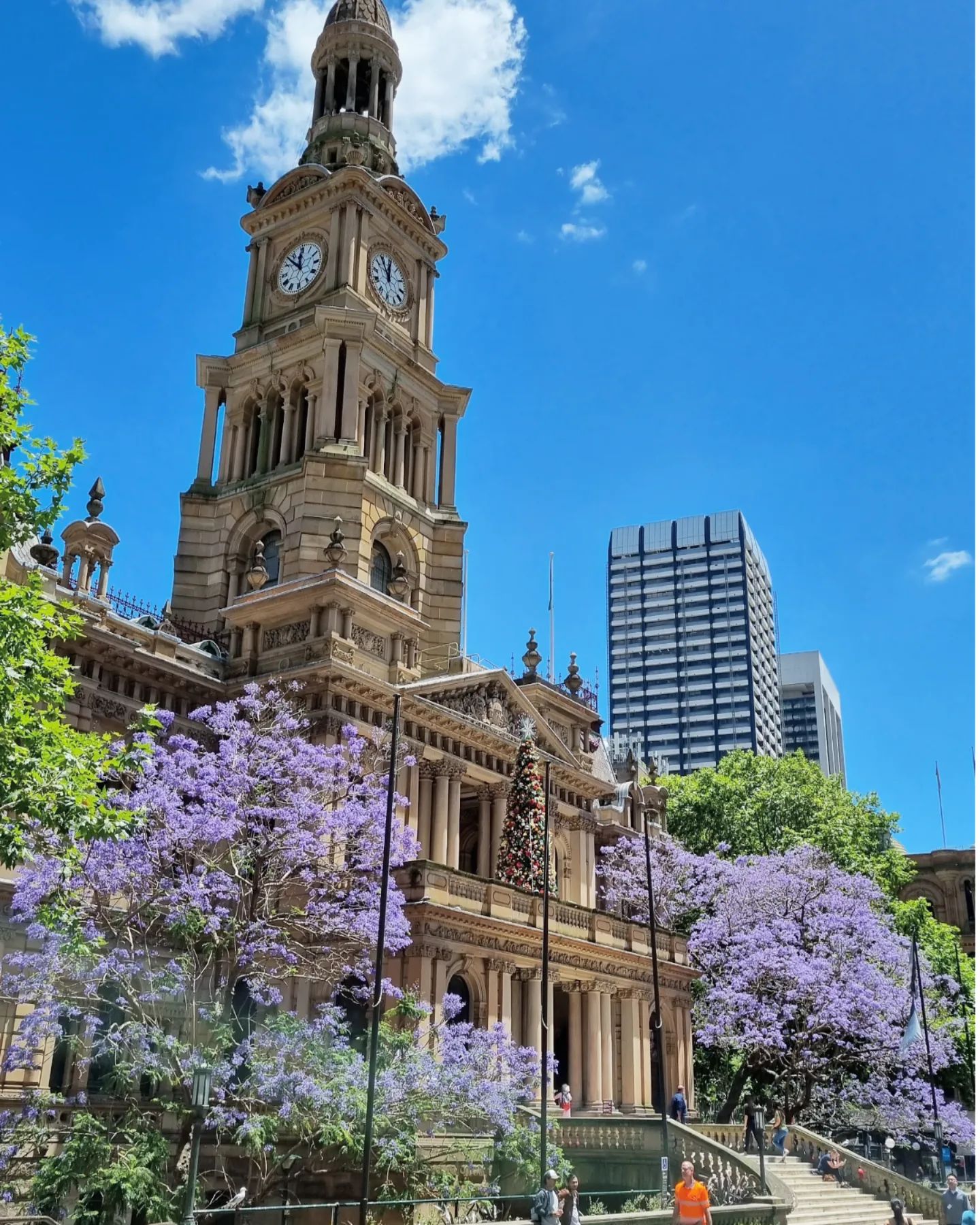 🌺 Jacaranda 🌺