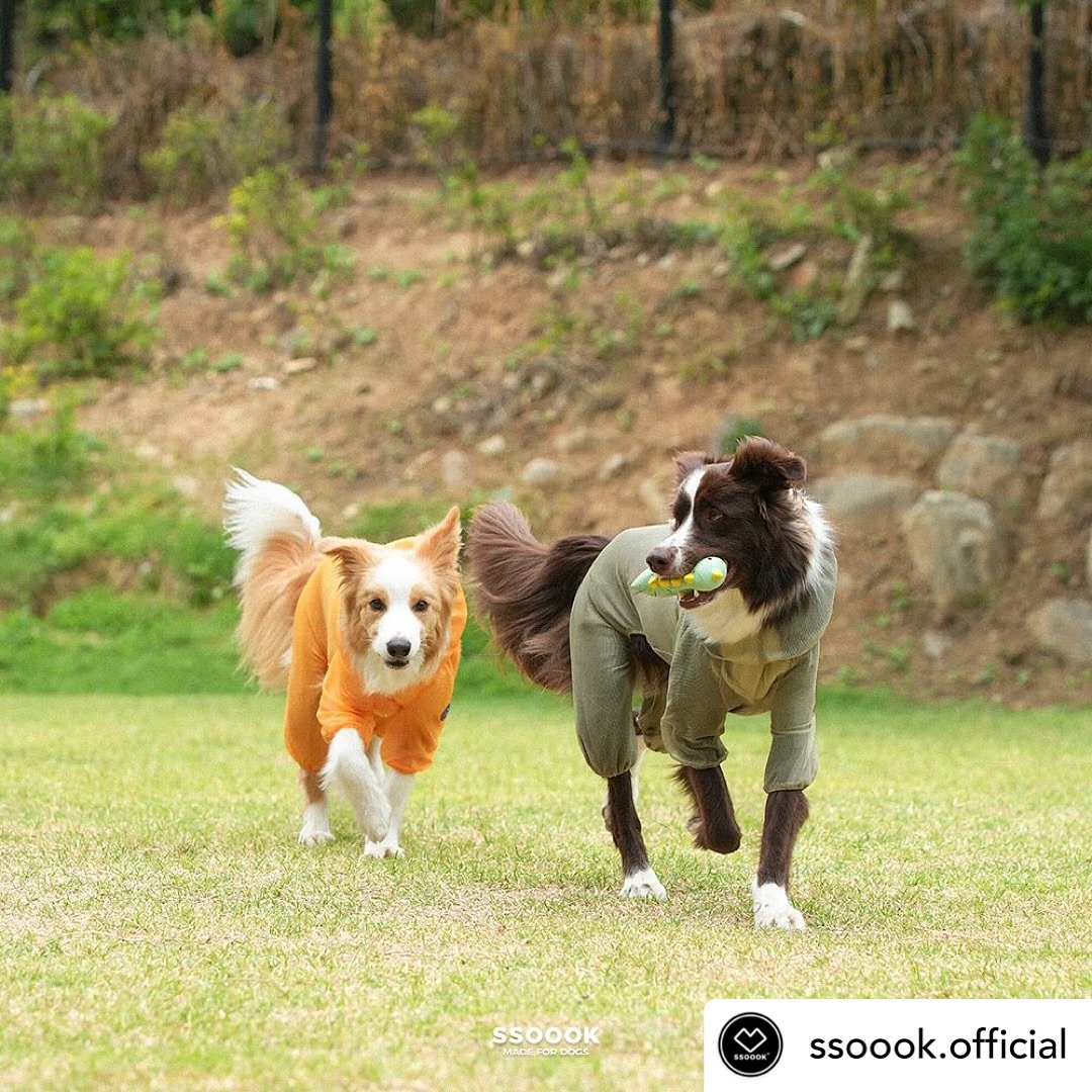 Posted withregram • ssoook.official #EVENT  어머 더운데 강아지한테 옷을 왜 입혔나요;;?!
이 무더운 여름, 왜 강아지에게 옷을 입혔을까요👀?

메쉬커버롤, 쿨링커버롤을 입고 강아지와 함께 산책하면
“이 더운데 강아지에게 옷을 입혔네” 라며, 보호자에게 안 좋은 시선을 보내시는 분들이 아직도 대다수입니다.

쏘오옥 메쉬커버롤은 심장 사상충을 막기 위한 모기장
모기방지의 필요성을 느껴 제품을 개발하기 시작하여
뛰어난 통기성과 머리부터 발, 엉덩이까지 해충을 방지해 주는 망사 옷 메쉬커버롤로 개발되었습니다.

쏘오옥의 쿨링커버롤은 얇고 가볍지만 시원하며 강하고 뜨거운 자외선 차단과 미세먼지 차단까지 가능합니다.
강아지의 피부, 털, 눈 등을 보호해 주며 산책이 편해지도록
효성 정품의 기능성 원단을 자체 개발하여 쏘오옥 쿨링커버롤을 개발하였습니다.
*쏘오옥은 쏘오옥백 , 썬캡, 쿨링담요, 쿨링커버롤, 에어커버롤, 메쉬커버롤 등 사용되는 원단을 자체 개발하여 사용합니다.

이제 막 여름이 시작되었는데 30도가 넘어갑니다.
사람보다 얇고 예민한 피부를 가지고 있는 반려동물에게
오랜 시간 피부 혹은 털이 자외선에 노출될 경우 열사병과
피부 화상, 붉은 반점, 탈모 등의 질병으로 이어질 수 있어
자외선 차단과 모기, 진드기 해충을 방지해 주는
쏘오옥 쿨링커버롤과 메쉬커버롤은 여름에 꼭! 미리 준비하세요!🩵

#깜짝리그램EVENT
쏘오옥 인스타그램을 팔로우하고 게시글을 리그램 해주세요!
게시글에 친구 태그와 함께 원하는 제품을 이모티콘으로 남겨주세요!
쿨링커버롤 = ❄️🧊
메쉬커버롤 = 🦟🚫
랜덤 추첨을 통해 올여름 산책 필수템! 쏘오옥 쿨링커버롤 or 메쉬커버롤을 5분께 드립니다!✨
S~7XL 대형견 친구들 사이즈까지 준비되어 있습니다😉

📍이벤트 기간: 2024.06.07(금)~2024.06.13(목)자정까지

📍당첨자 발표: 2024.06.14(금)
랜덤 추첨을 통해 총 5분께 선물로 드립니다!
유령 계정,비공개 계정,이벤트 전용 계정은 당첨에서 제외되며
당첨자 분은 개별 DM 드립니다🫶

#강아지여름옷 #강아지옷 #강아지쿨링옷 #강아지해충방지 #강아지진드기 #강아지산책 #쏘오옥메쉬커버롤  #쏘오옥쿨링커버롤