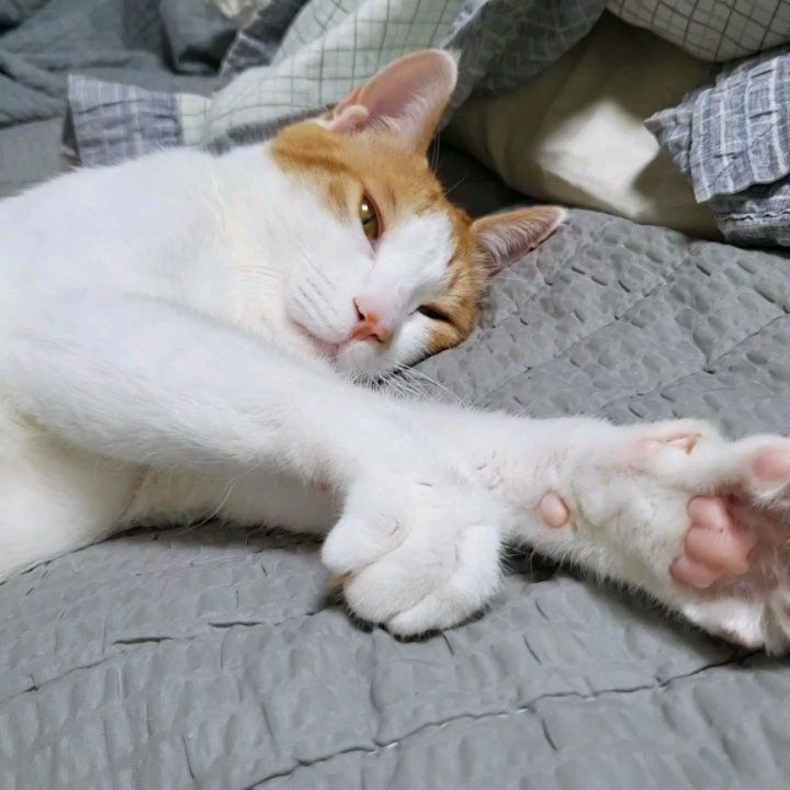리듬 타며 꾹꾹이중···˓˓ก₍⸍⸌̣ʷ̣̫⸍̣⸌₎ค˒˒
#깜찍하게윙크