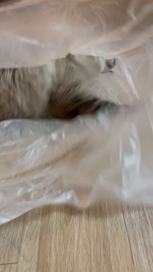 [헨로포우]  고양이 빵방석, 고양이 방석 침대