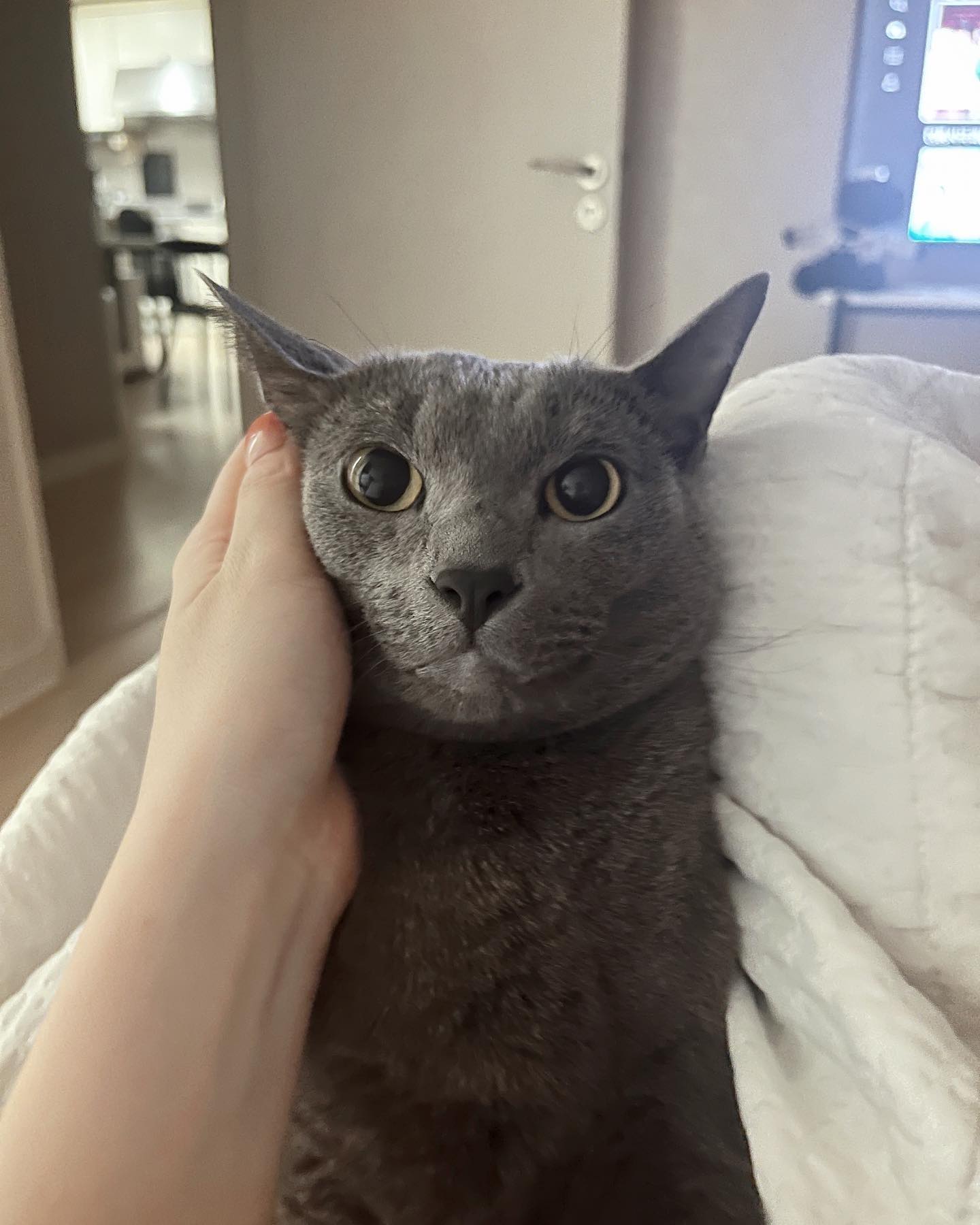 🤍🐈‍⬛🤍