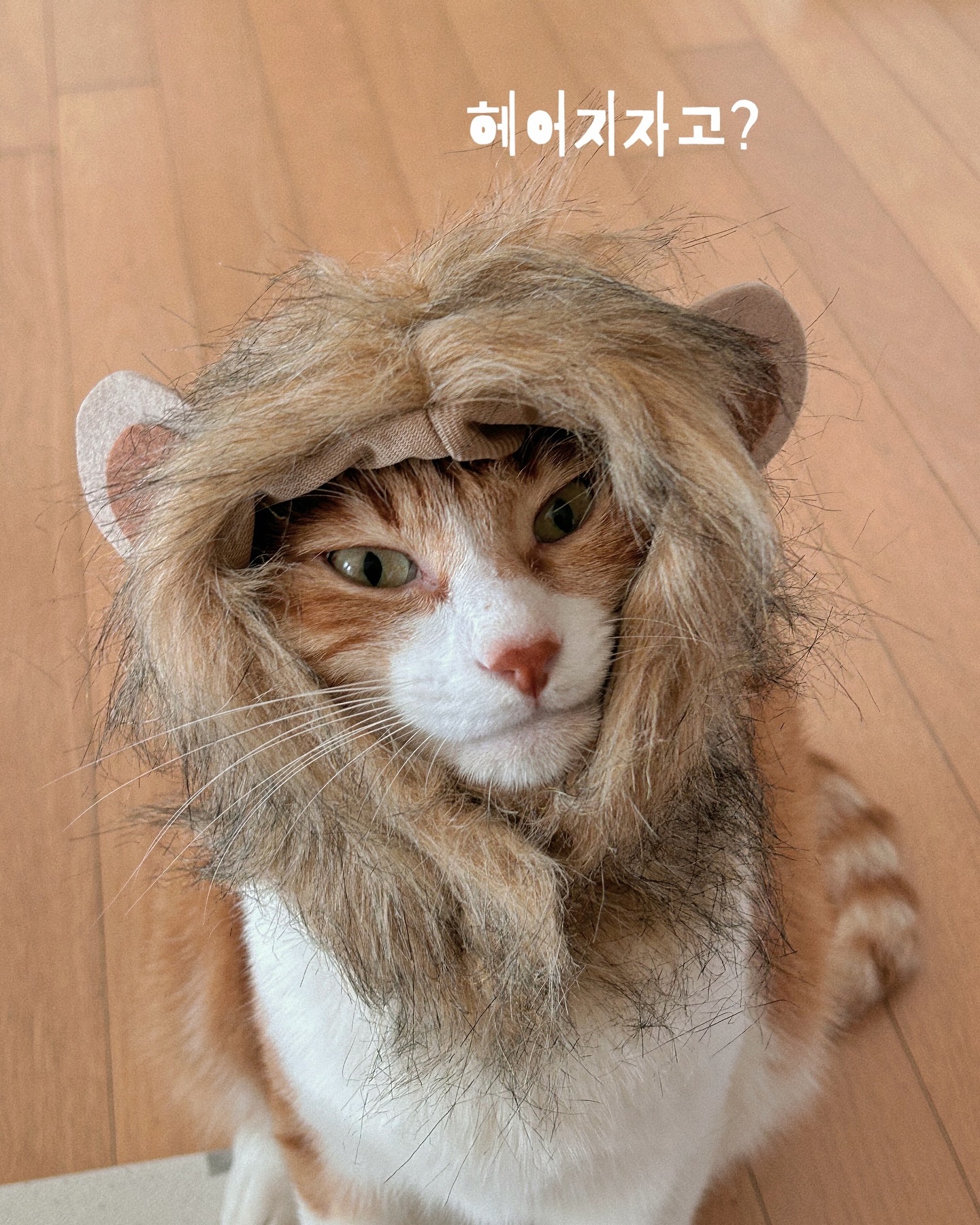나 너랑 헤어지기 싫어서 사자 될려고 얼마나 노력했는데 ,,,,, 🦁
너가 사자가 좋다며 …