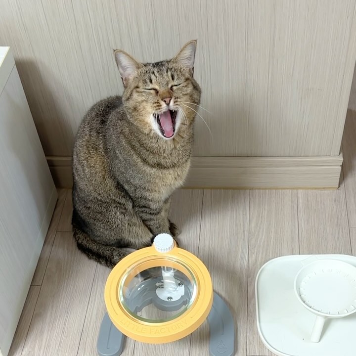 “언니 나갔다 올게!”라고 했을 때 
🐱솜이의 반응은? 

1. 가지 마! 나랑 놀아.
2. 밥 주고 가! 

이제 웬만큼 말을 알아듣는 솜이는 
제가 하는 말에 따라 다양한 반응을 보여주는데요 
“언니 나갔다 올게!”라고 했을 때는 
2번처럼 행동해요. 
자다가도 일어나서 밥그릇 확인하러 가요🤣

자기 굶기면 큰일 날 줄 알라며 
밥그릇 앞에 서서 “에옹!” 하고 쳐다본답니다. 
사진 3장 모두 다른 날 찍은 거예요.

외출할 때는 제가 밥그릇 물그릇 화장실 등등 
항상 확인하고 나가는데도 
준비성이 철저한 솜이. 
하루도 굶은 적 없는 녀석인데... 거참...
 
하도 밥을 잘 챙겨먹어서 저희 엄마도 
솜이 별명을 “먹돌이”라고 지어주셨답니다😆

#밥잘먹는게최고 #먹돌이최고 #솜이최고💕

#집사의일상 #냥집사 #고양이일상그램 #고양이집사 #냥집사맞팔 #고양이집사맞팔 #고양이집사소통