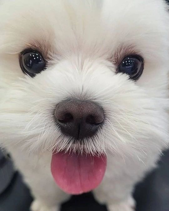 복실이 시절^^
이래도 이쁘고 더래도 이쁘고
넌 다이뻐 ㅋㅋ

#반려동물그램 #강아지그램 #오늘의강아지 #멍멍이 #멍멍이스타그램 #댕댕이 #멍멍이일상 #멍멍이맞팔 #집사맞팔 #집사 #집사그램 #일상스타그램#반려인일상