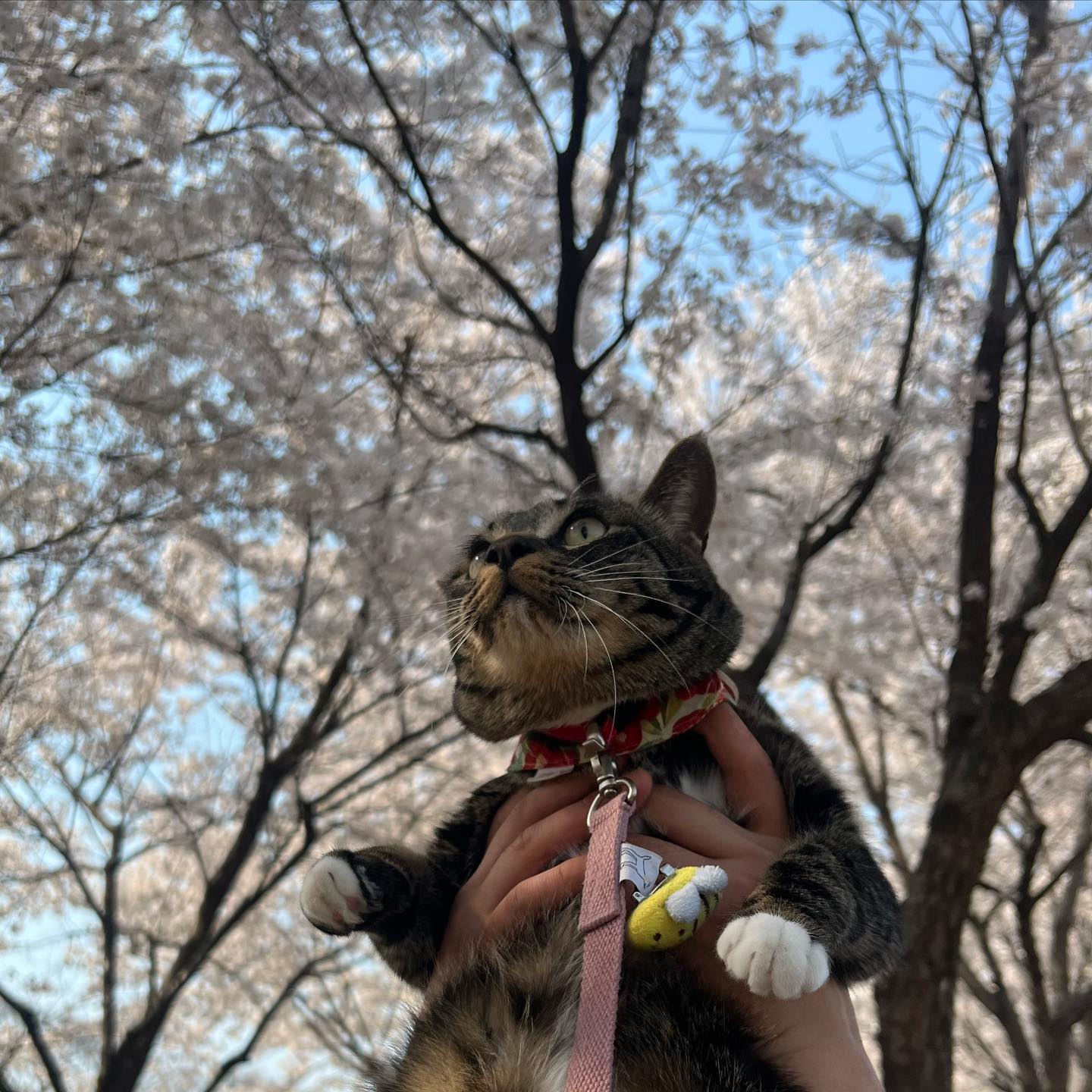 .
나는 벚꽃냥이🌸

보고 듣고 만지고 냄새맡고 맛보고