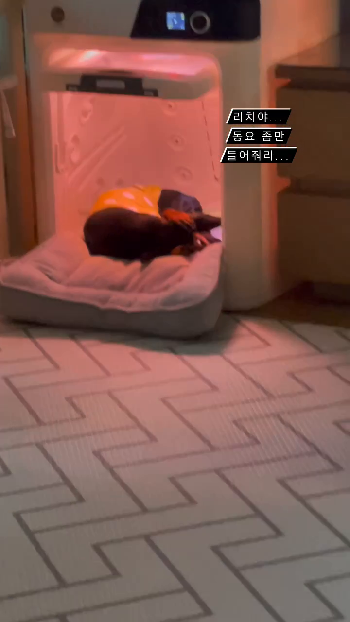 튤립북이랑 멜로디봉봉 틀어놓으면 동요가 질리는지 드라이룸에서 귀막고 있는 리치........🥲개아들램 좀만 들어주면 안될까🥹
#개애육아#👶🏻🐶