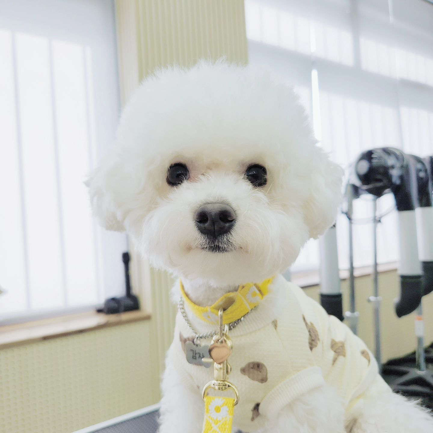 누나 학교 오랜만에 따라 갔다가 피곤한 감자

친구 강아지 짜장이랑 간식타임😋