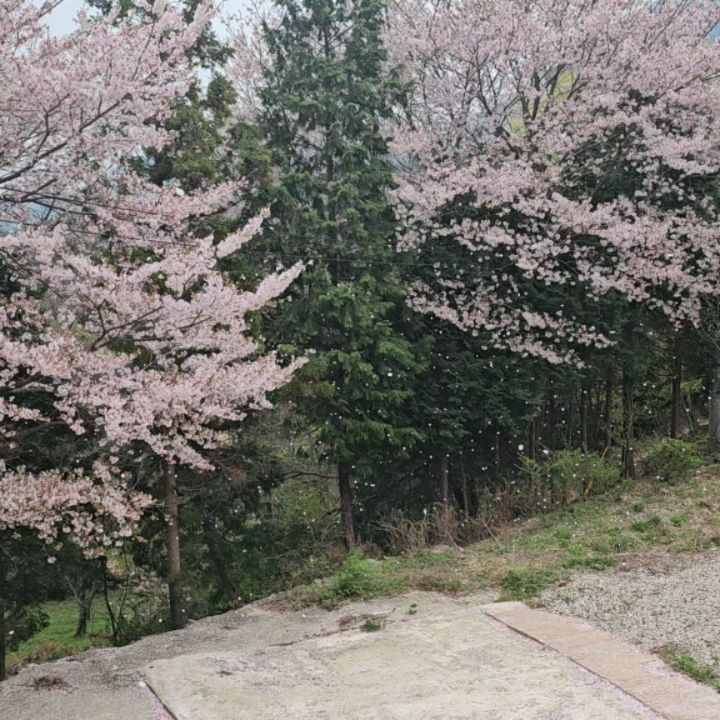 엄마랑 강아지랑 하동 다녀옴
마지막 벚꽃구경 제대로 힐링하고 왔다.
갑자기 가느라 집에 있는 캐리어는 기내용 아님 큰거 뿐이라서
급하게 검색해서 24인치 일단 튼튼한거 위주로 골랐다.
요샌 가격으로 판단할게 아니구나 새삼느낌.
.
.
.
.
.
급하게 구입 했는데 기준이 일단 세계여행 장거리 여행
다녀도 괜찮을 정도의 튼튼함 외부충격에 강한게 1번 였다.
.
.
6월달에 #택배는몽골몽골 보고나서 이모삼촌들이랑
몽골 2주나 3주 다녀올 계획이구 
7월말이나 8월에 꿈에 그리던 한달 인도여행을 갈거라 
급하게 구입 하더라도 튼튼함이 1번!
.
.
.
저 자갈밭을 캐리어가 부드럽게 잘 굴러가서 앞으로의 여행이 더 기대되는중. 바퀴브레이크장착 돼 있어서 유럽여행 중 작은
언덕 같은곳에서 유용할듯.
갖고있는 다른 캐리어들이 전부 다 어두운색 들이니
공항에서 빨리 찾게 밝은색을 선택했다. 너무 블링블링한 색은
나랑 안어울리고 리모아는 실버가 사이즈별로 있으니 같이 쓸때
어울리는 색으로 펄핑크베이지 느낌. 고급돋아! 핑크n실버 
.
.
.
.
아참, 이번에 엄마랑 3박4일로 다녀온
하동 절은 일반사찰은 아니구 엄마랑 40여년 인연의 큰스님.
스님 쉬실때 대비해서 아빠가 함께 지어드렸던 곳인데 오히려
내가 여기서 힐링받고 쉴수 있어서 감사한 곳이다.
내 인생의 절반을 함께 한 우리나라 조계종 큰스님의 개인암자라서
구경 가거나 할수 있는 곳은 아니라 우리들 뿐이라 조용히 잘 쉬다왔다. 얼굴흉터 때문에 안갈까 했는데 자연산 엄나물 개두룹 땅두룹 몽땅 먹고 자연산 고사리 일년 먹을거 캐왔다. ㅋㅋㅋㅋㅋ 
.
.
.
엄마가 캐리어 🧳 짐 쌀때랑 올때 내가 팩킹하니 한쪽에 다 들어감.
올땐 들고갔던 강아지용 캐리어랑 내 가방까지 다 넣어왔당.
출장이나 해외근무만 해봤지 여행은 10년동안 한번도 안가서
기대반 설렘반 걱정1%. 
카본플라스틱 튼튼n든든하고 이중 잠금장치 덕분에 열릴 걱정없이
잘다녀왔다. 밝은색이라 스크래치도 걱정 했는데 전혀!
앞으로도 잘부탁해! 

#협찬#명품캐리어#24인치캐리어#튼튼한캐리어 #여행용캐리어 #캐리어추천#수화물용캐리어#화물용캐리어#여행가방 #가벼운캐리어 #유럽여행#캐리어