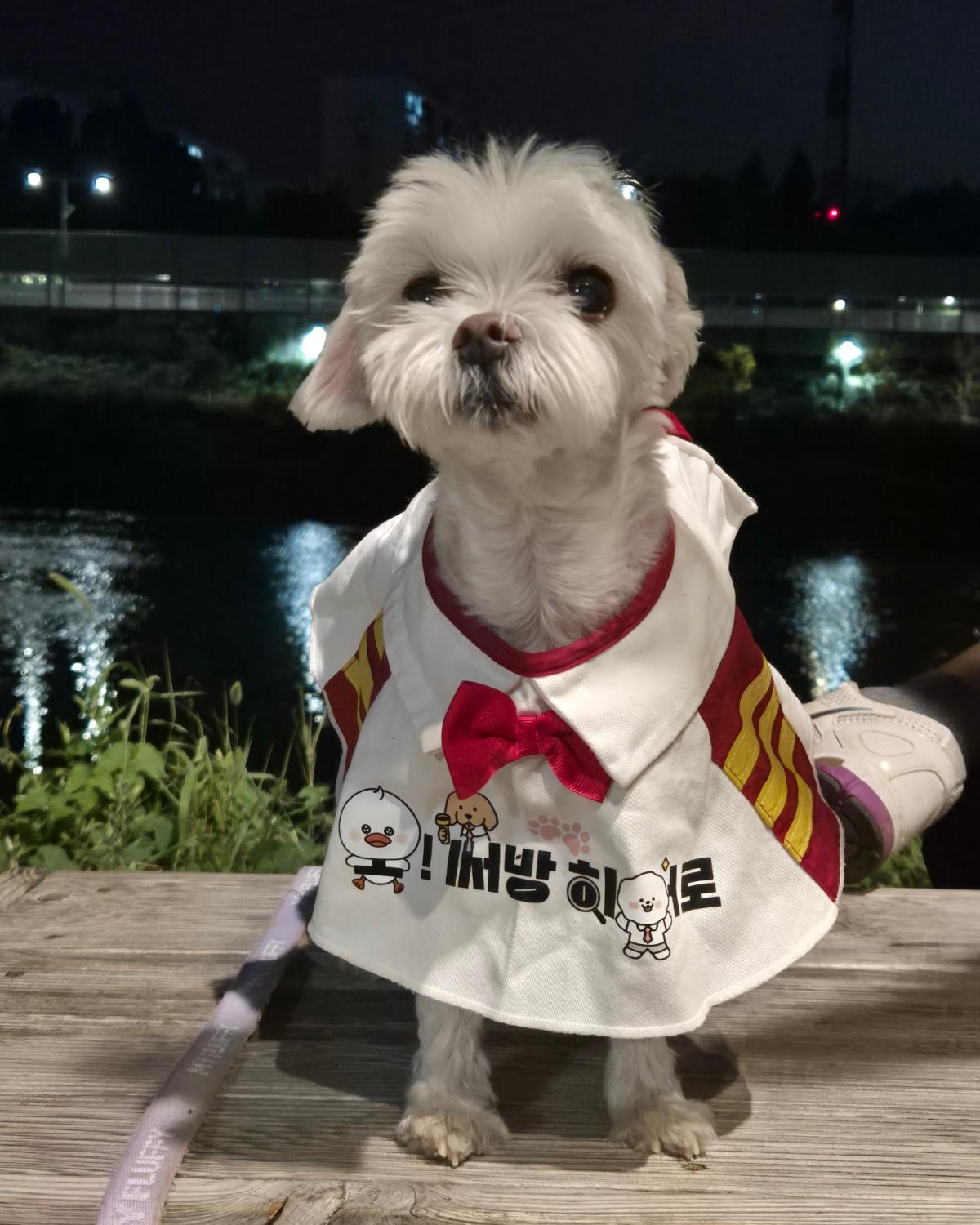 🦸‍♂️ 구청장님!  김블리 방범대원이 할말이 있어요!! 

중랑천 산책하기가 너무 죠아요!!!! 
블리히어로가 순찰하며 산책하는 사람들 지켜줬어요🤣 

산책하는 싸람들!! 
블리 믿고 열심히  운동하세오~~~ 

#도봉구 #도봉문화재단 #오써방히어로 
#반려견방범대 #20240906

#블리 #vely #lovely #말티즈 #maltese #댕댕이 #반려견 #소형견 #🐕 #🐶 #견스타그램 #개스타그램 #멍스타그램 #인스타독 #펫스타그램  #말티는사랑입니다 #dogs #강아지 #멍멍이 #犬  #❤ #💕 #미말