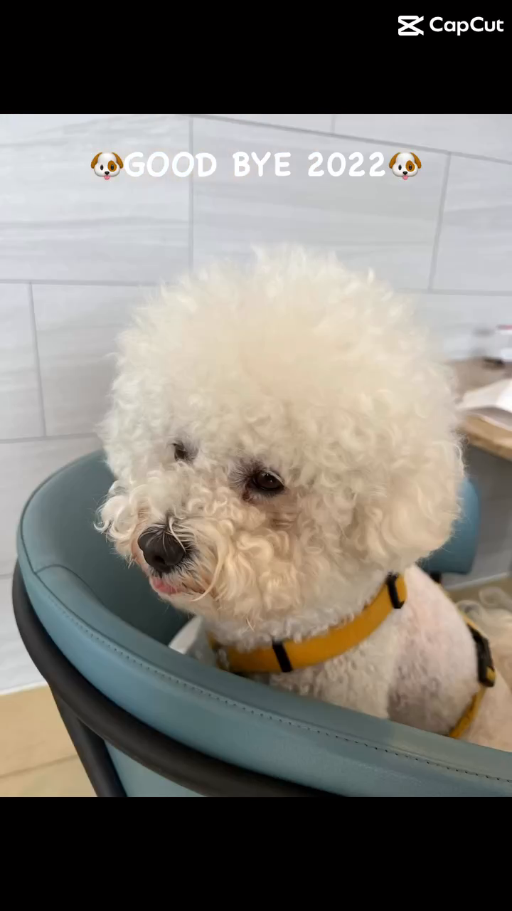 💛WELCOM ②⓪②③💛

.
.

#밀크점장  #petlife #reels#멍스타그램 #릴스추천  #릴스#instadog #릴스타그램#댕댕이 #댕댕이일상 #일상#사랑해❤️#welcome #2023