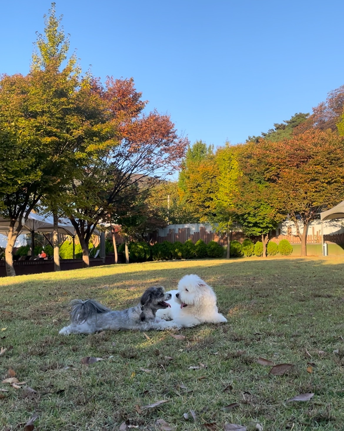 오랜만에 씐나게 뛰어논 주말🌳
제니 이상형 꼬똥과 비숑들이 많아서 더 행복했을 듯 ㅋㅌㅋㅋ
하얗고 큰고 순댕이인 친구들이 제니 이상형 🤣