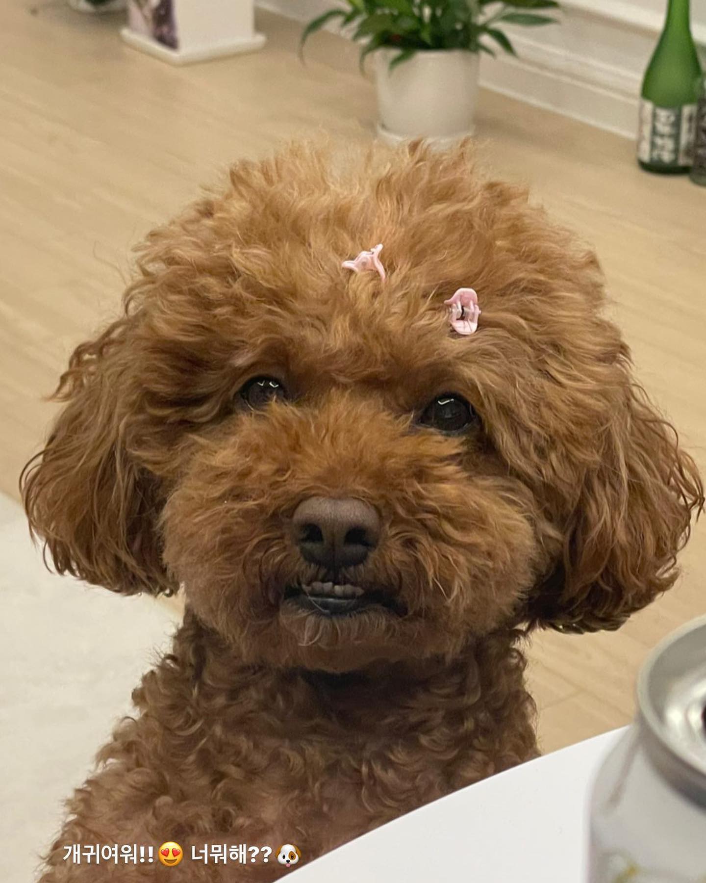 #내동생곱슬머리🐶