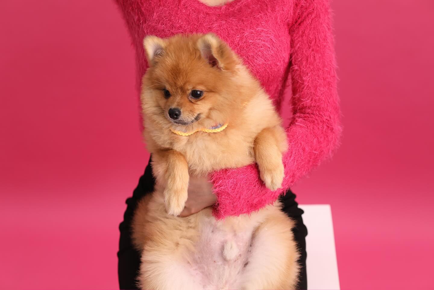 여전히 핑크가 조아아 🐶💗

#핑크덕후 #강아지스튜디오 #강아지촬영 #반려동물스튜디오 #강아지사진관 #스튜디오촬영 #포메라니안 #강아지 #수원옷가게 #인계동옷가게