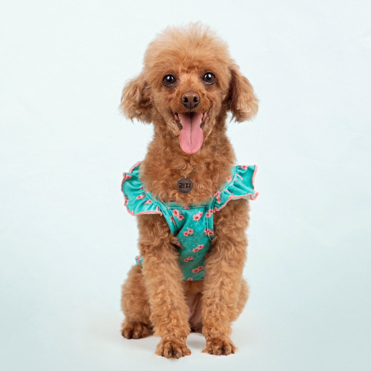귀여운 내새꾸🐶❤

#리지는못말려 #poodle #dog #푸들