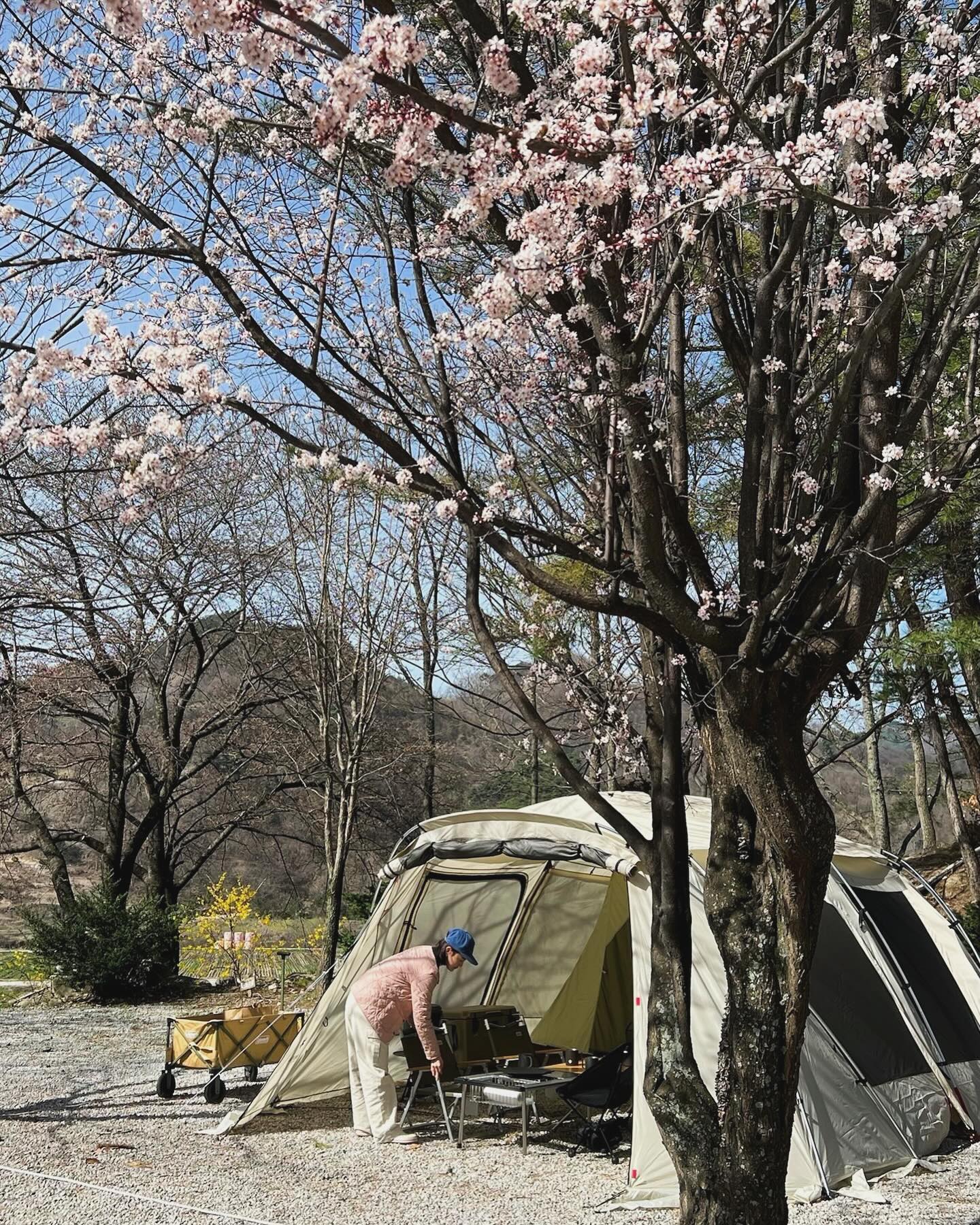 새 장비 들고 #벚꽃캠 🌸
텐트도 바꾸고 장비도 대거 기변하고 떠났던 #봄캠핑 

캠핑장에 도착했을 때는 개화 전이던 벚꽃나무가
시간이 점점 지날 수록 벚꽃 봉우리가 활-짝 펴줘서 
내 기분도 함께 활-짝 해삐😆💓