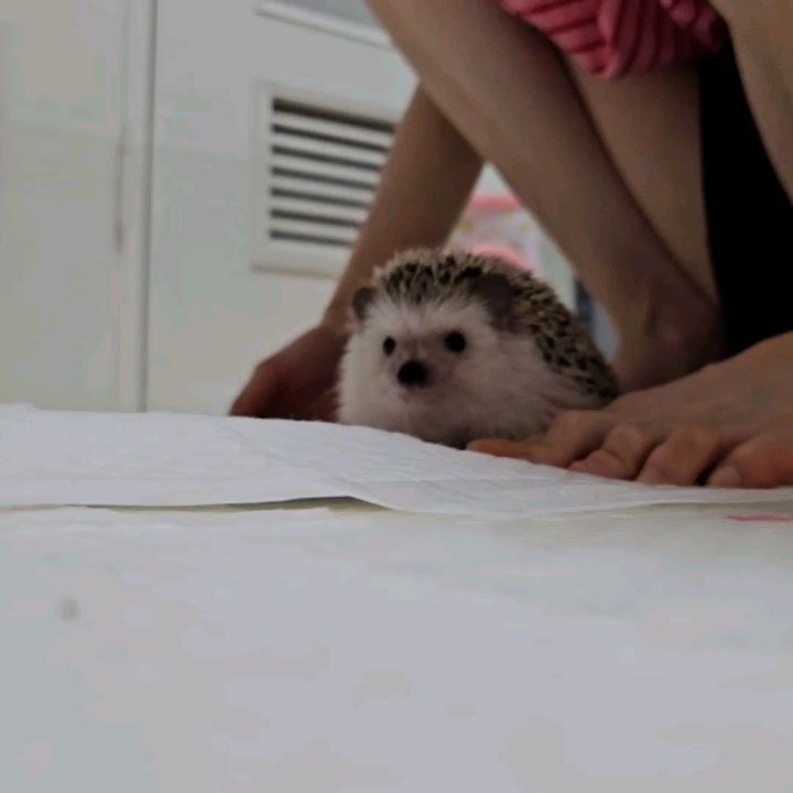 뿌까🦔ᵖᵖᵘ ᵏᵏᵃ
몸이 무겁군🫠
•
•
•
•
#응꿍뿌 #PetsofInstagram #Hedgehogs #HedgehogLovers #hedgies #pet #hedgie #hedgehogs #erizo
#반려동물 #집사 #고슴도치 #고슴도치그램 #똥싸는선인장 #hedgehog #ハリネズミ #ペット #hérisson #amazonpets #hedgehogcommunity #instagram #daily #follow4followback #좋아요 #팔로우 #likelike #fff #instagood #instadaily #amazonpets