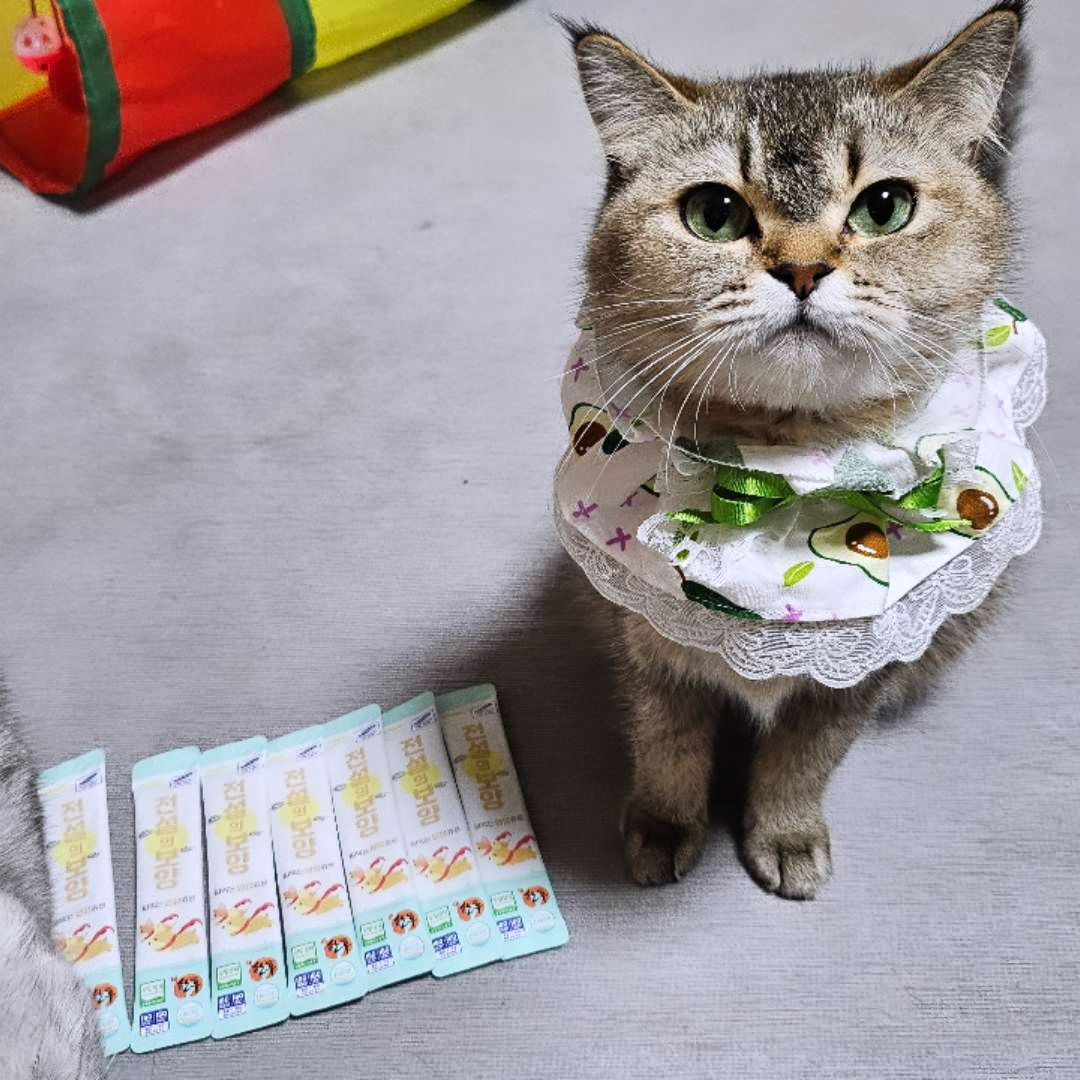 소리 꺼놓고 첨부해서 몰랐어요🥲 남집사 게임소리 주의💢
시끄러우니 소리 끄셔도 됩니다🤣

#이벤트 #제품제공 #무상제공

🏷️구매문의 chopnchop_official
https://m.chopnchop.kr

반려동물과 공존하는 브랜드샵 #찹앤찹
#더보양 #전설의보양 #무상제공

대표 보양식 무항생제 #한우사골 
튼튼한 뼈유지, 면역력, 장건강, 피부건강의 쵝오👍 
기력회복에 좋은 #황태 기력보충에 대표적인 재료 듬뿍😆

맛있어서 #눈이감기는맛
먹었지만 #또먹고싶은맛
잠시라도 #멈출수없는맛

맛도좋고, 몸에도좋고, 기호성좋은 #보양식
간편하게 즐겨보라냥😸

츄릅츄릅😋