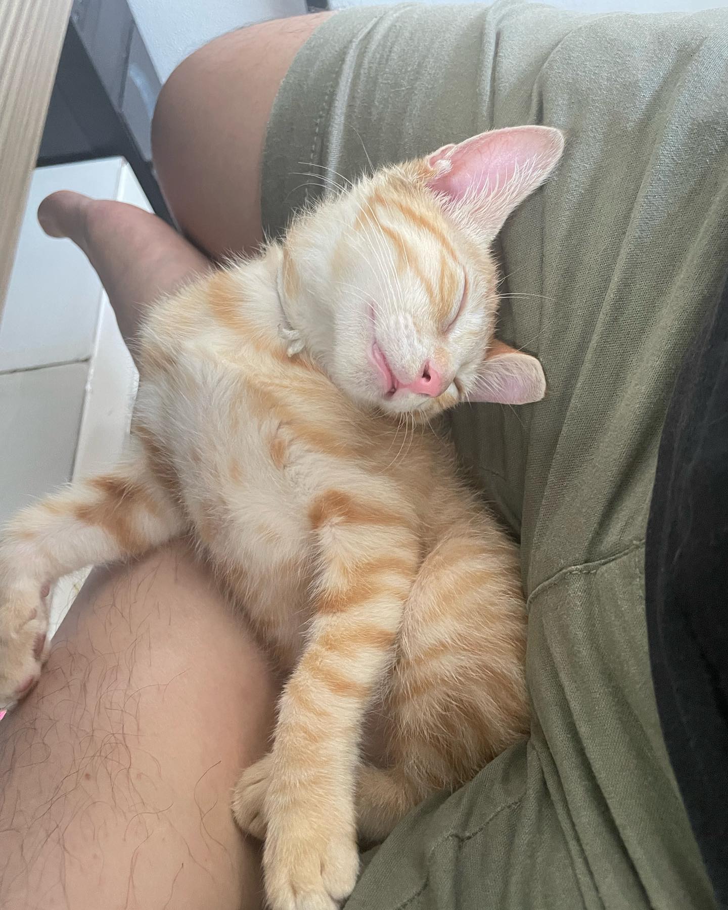 다른 고양이와 달리 꼬리를 다친채 발견된 조이🐈😢
꼬리를 제거하며 건강하기만 바랐는데 면역력이 떨어졌는지 재채기에 발에 링웜까지 ㅠ
조이 건강을 위해 찾던중 고양이면역력증강제 개선 영양제가 있네용!
 혈액 속 면역글로불린을 정상 범위에 지켜 주는 이묘노지 면역력증강제 개선 영양제!
면역력이 저하 되지 않도록 도와 준다니! 너무 좋군용🥰
쉽게 뜯을수있어서 좋고 사료랑 섞어서 주는데 거부반응도 없고 잘먹는게 참 좋네용👍
이거먹고  더 활발해 질거 같아용👍
앞으로 계속 먹여야겠습니다 
.
.
.
#업체로부터 제공받은 제품입니다
#텔로펫 #고양이면역력 #고양이면역영영제 #고양이면역증강제 #고양이설사 #고양이영양제 #고양이영양제추천 #텔로펫이뮤노지 #LGG #고양이면역