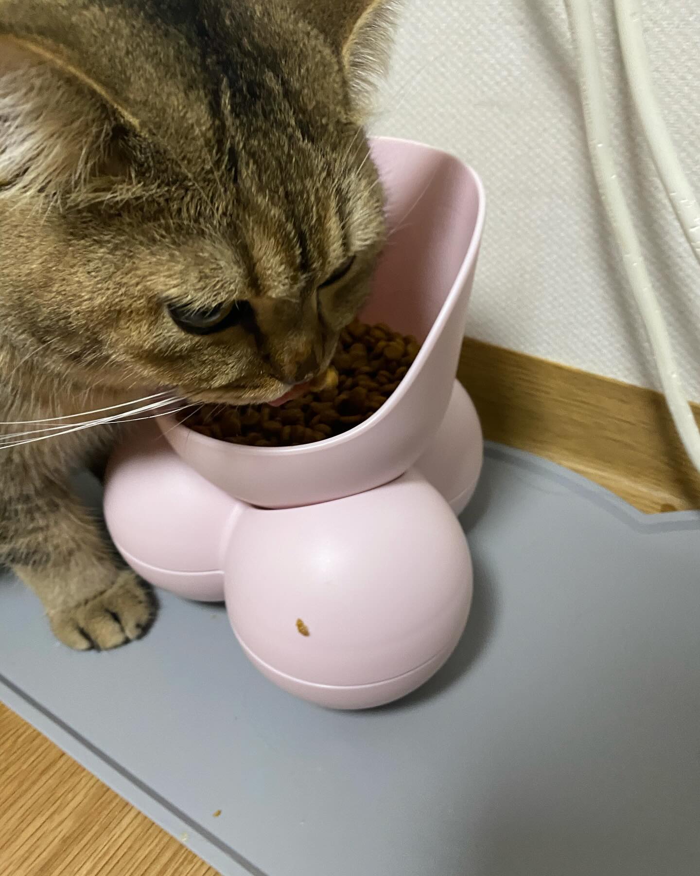 #협찬

🩷냥이 밥그릇 오유 OU 핑쿠🩷
성향을 존중하는 밥그릇 🍚
주변 시야를 가리니 냥이들이 편하게 밥을 먹어요 😊
체형에 맞는 각도로 맞출 수 있어요🐈
슬로우 식기도 있어서 천천히 먹을 수 있어요✨
안전한 소재와 내구성을 갖추고 전자레인지도 OK✔️
깨질 걱정 없어요✔️
식기가 너무 예뻐서 인테리어에두 굿! 🫰🏻💕

#강아지밥그릇 #강아지식기 #펫테리어 #슬로우식기 #급체방지식기 #강아지물그릇 #고양이밥그릇 #고양이물그릇 #고양이식기 #독톡